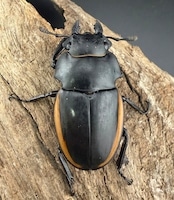 【WD】希少産地《クベラツヤ亜種sinensis 西双版納産 43.5mm ♀単》