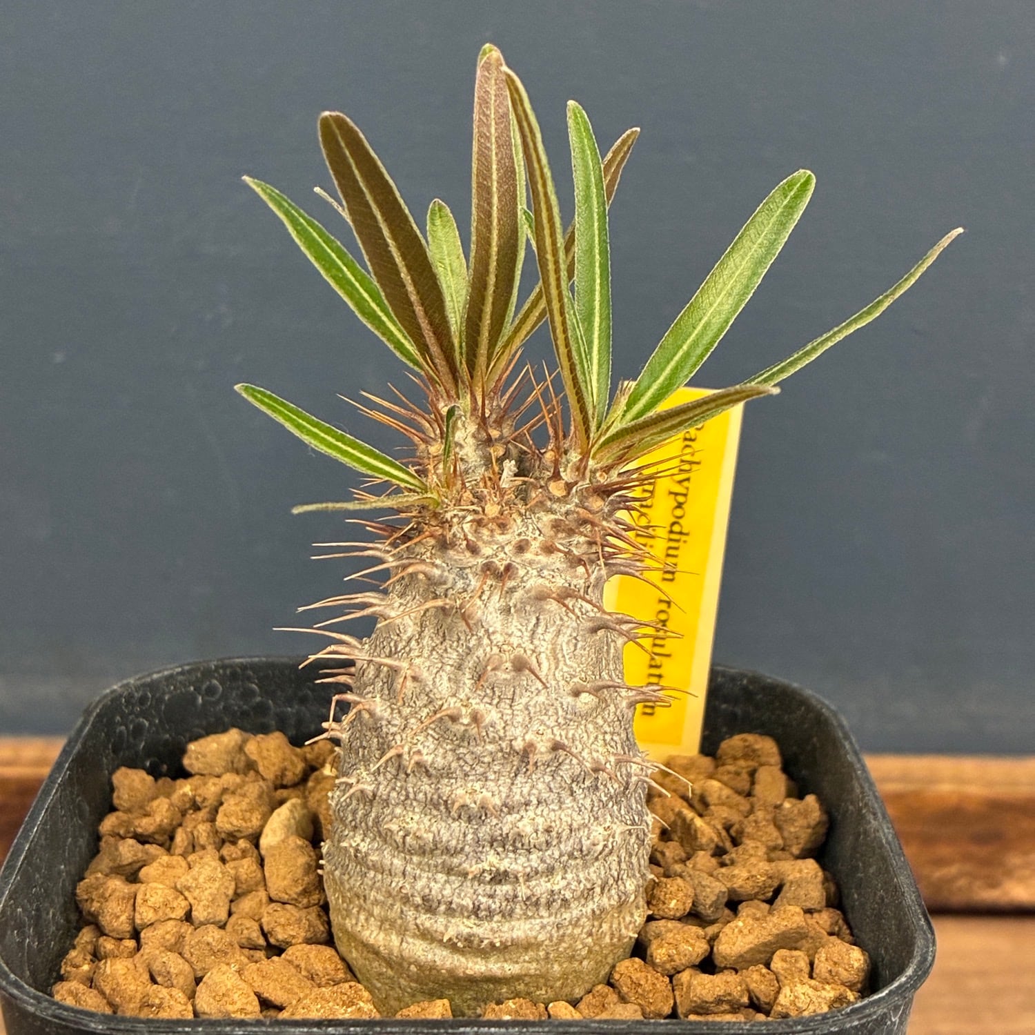 特別価格 2月入荷 100粒 種子 パキポディウム アンボンゲンセ kaguya6868-store_pachypodium-010