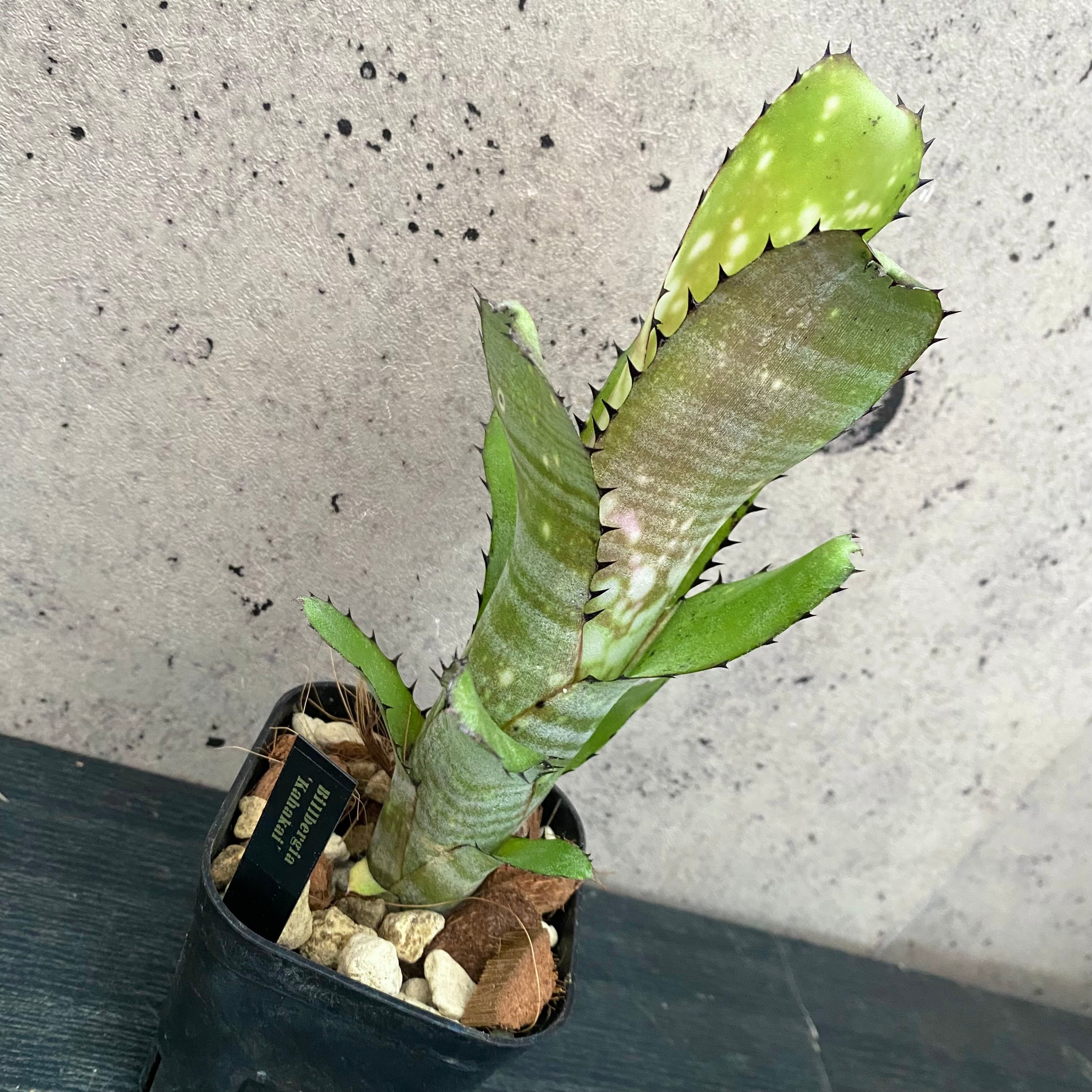 タンクブロメリア | Planet Plants プラネットプランツ
