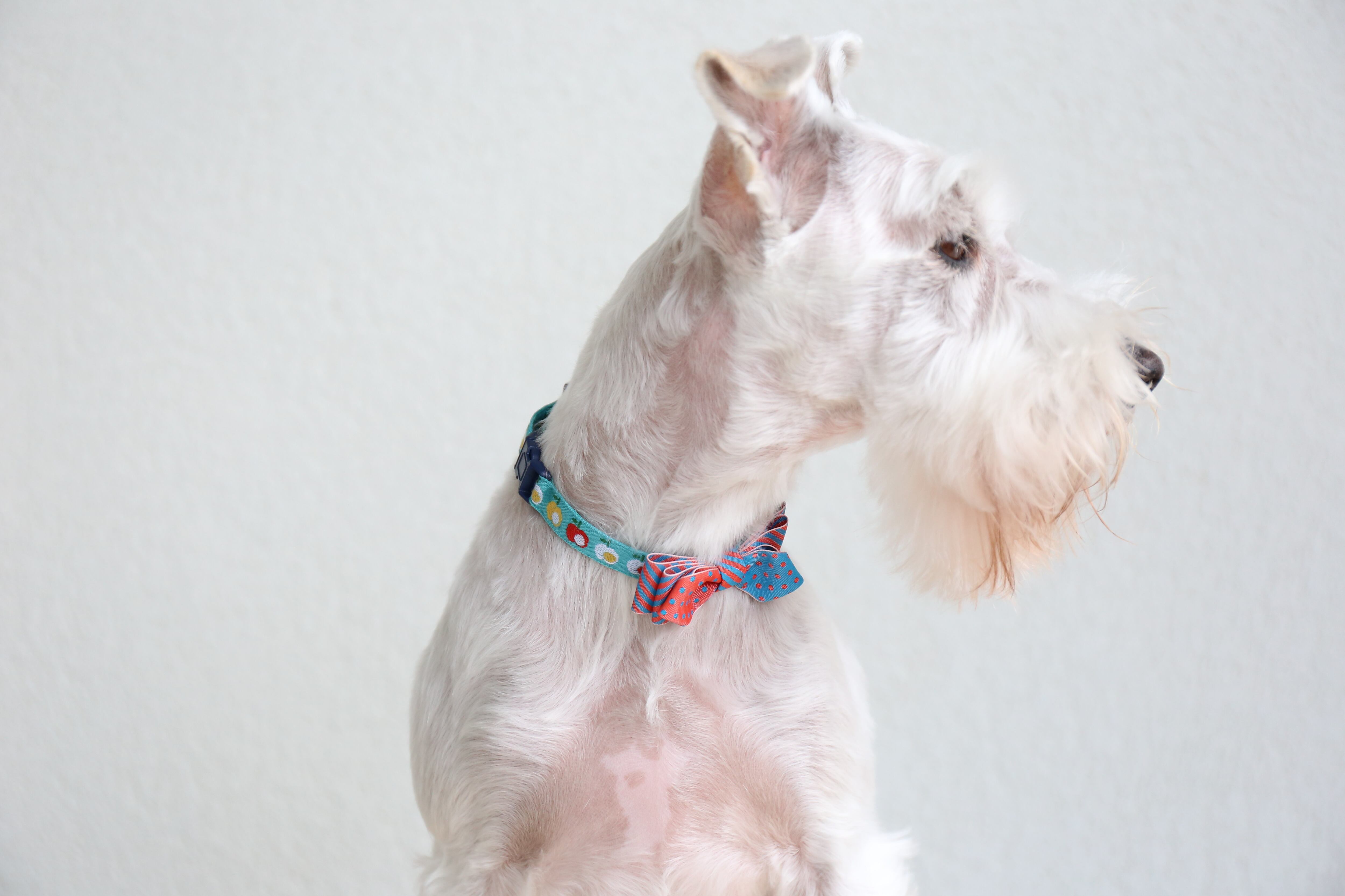 反物(15m)15%OFF 全3色 りんご 12mm幅 チロルリボン | レピヤンリボン