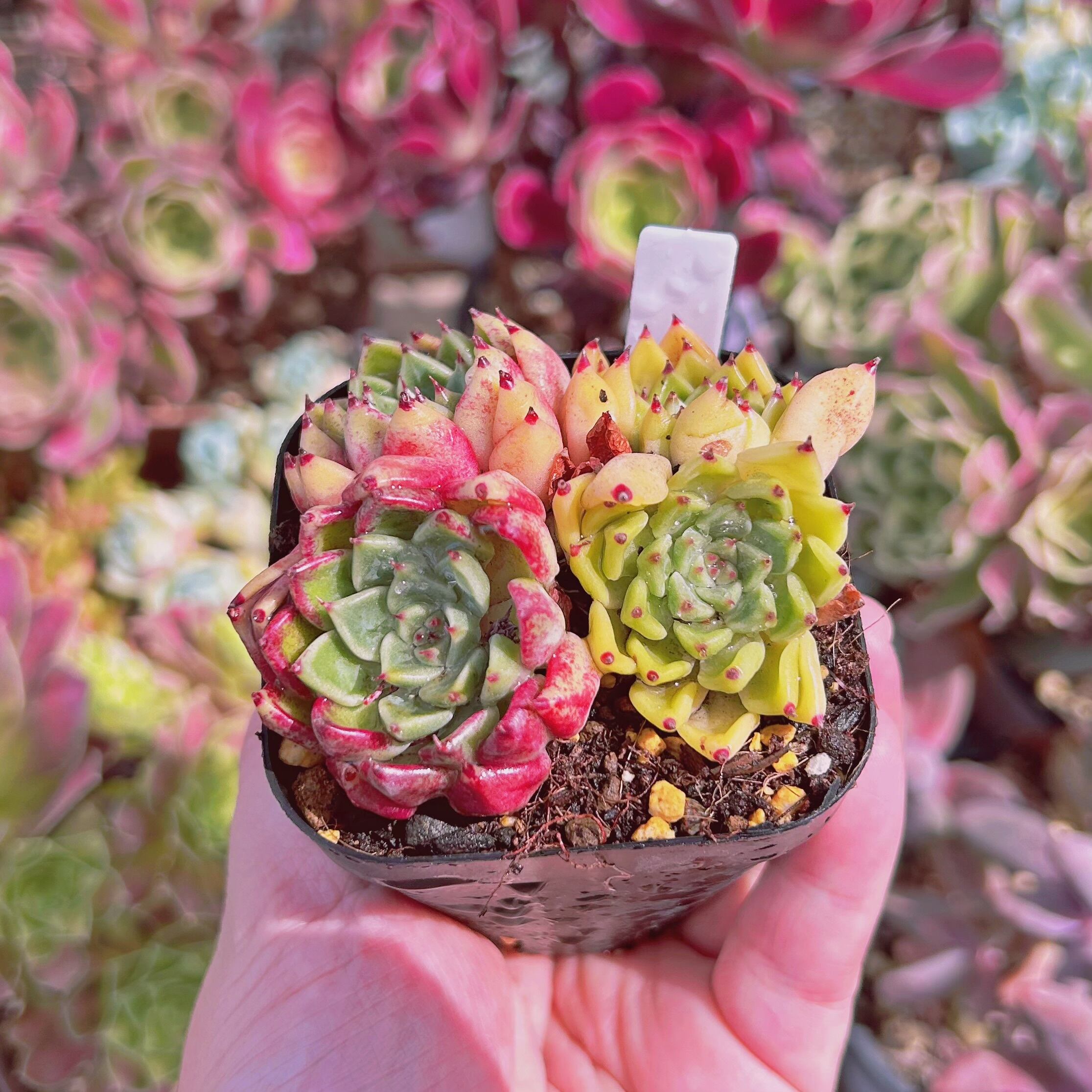 多肉植物 ザラゴーサspノバ ザラゴーサspノバ' で流通してる 昔からある謎エケ。 一時200個位まで