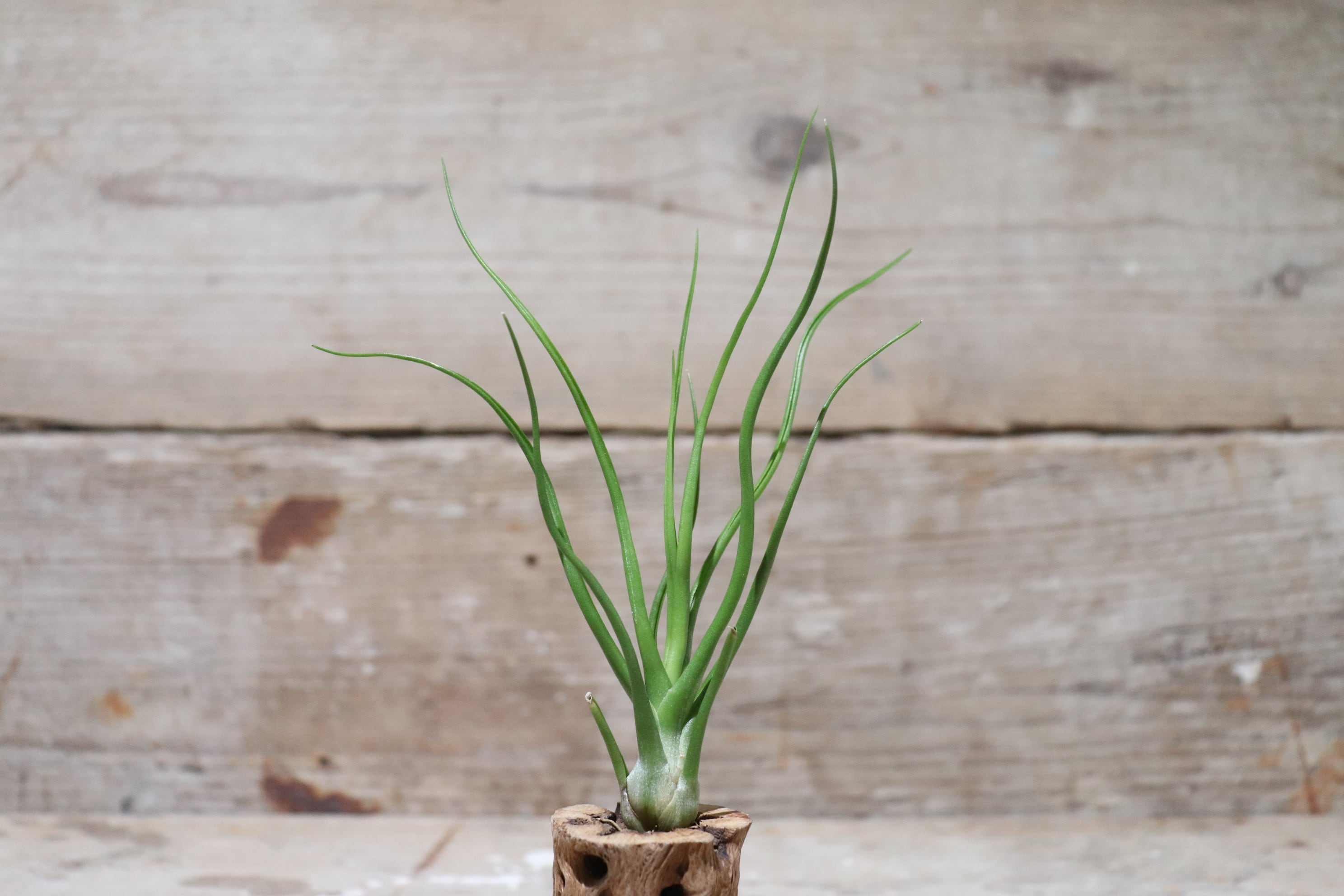 送料無料】ブルボーサ ハイブリッド S〔エアプランツ〕現品発送T1417