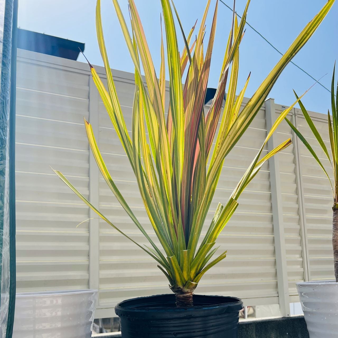 コルジリネ・コルディリネ・オージープランツ | Repos.RonroNs ~ルポ