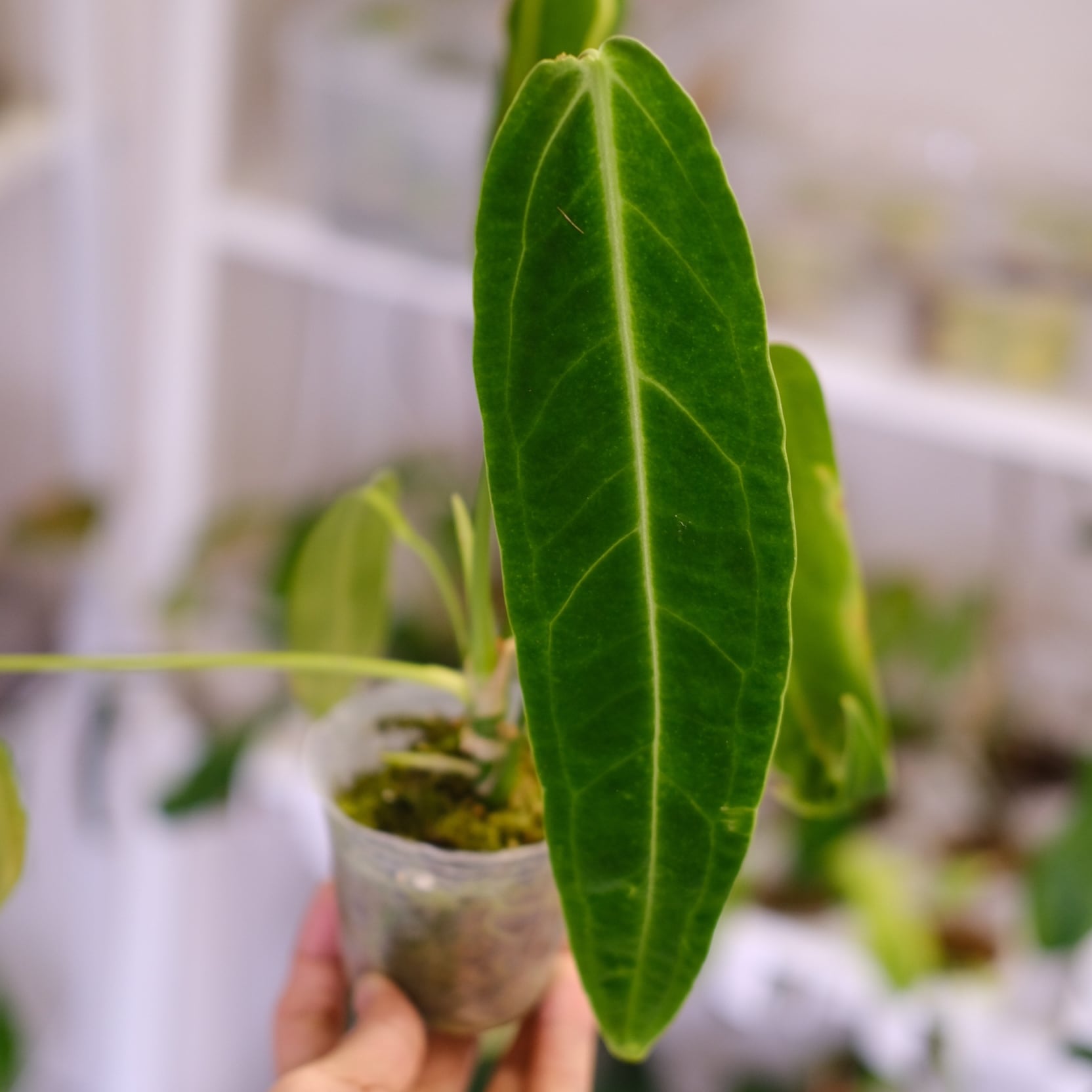 Anthurium Regale / アンスリウム・レガレ【お得なまとめ売り