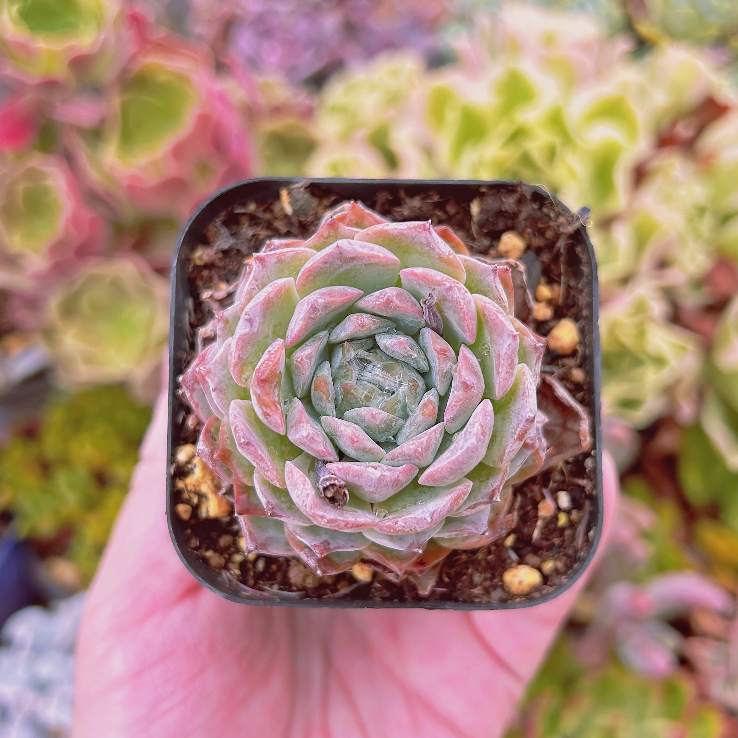 ෆ˚*感謝セールෆ˚* アメイジンググレイス 1苗 抜き苗 寄せ植え 多肉植物 現物 多肉植物 アメイジンググレース 抜き苗 | るる農園~多肉植物専門