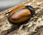【WD】《スキットゴホンツノカブト ♀単》