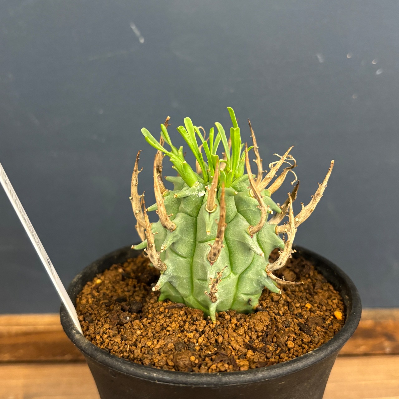 ユーフォルビア スコエンランディ 闘牛角【1030】