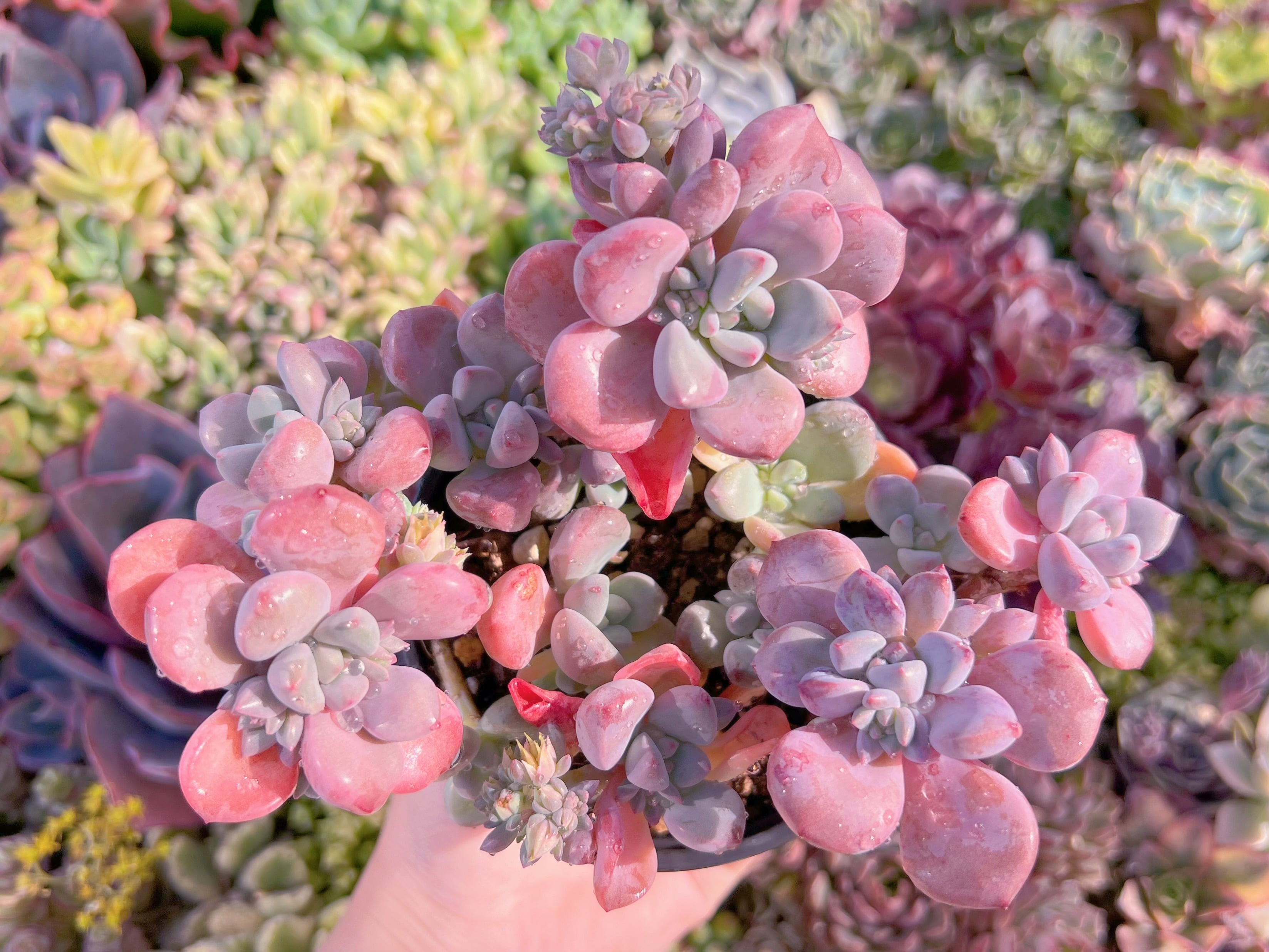 現品　白鷺#002　大群生　るる農園