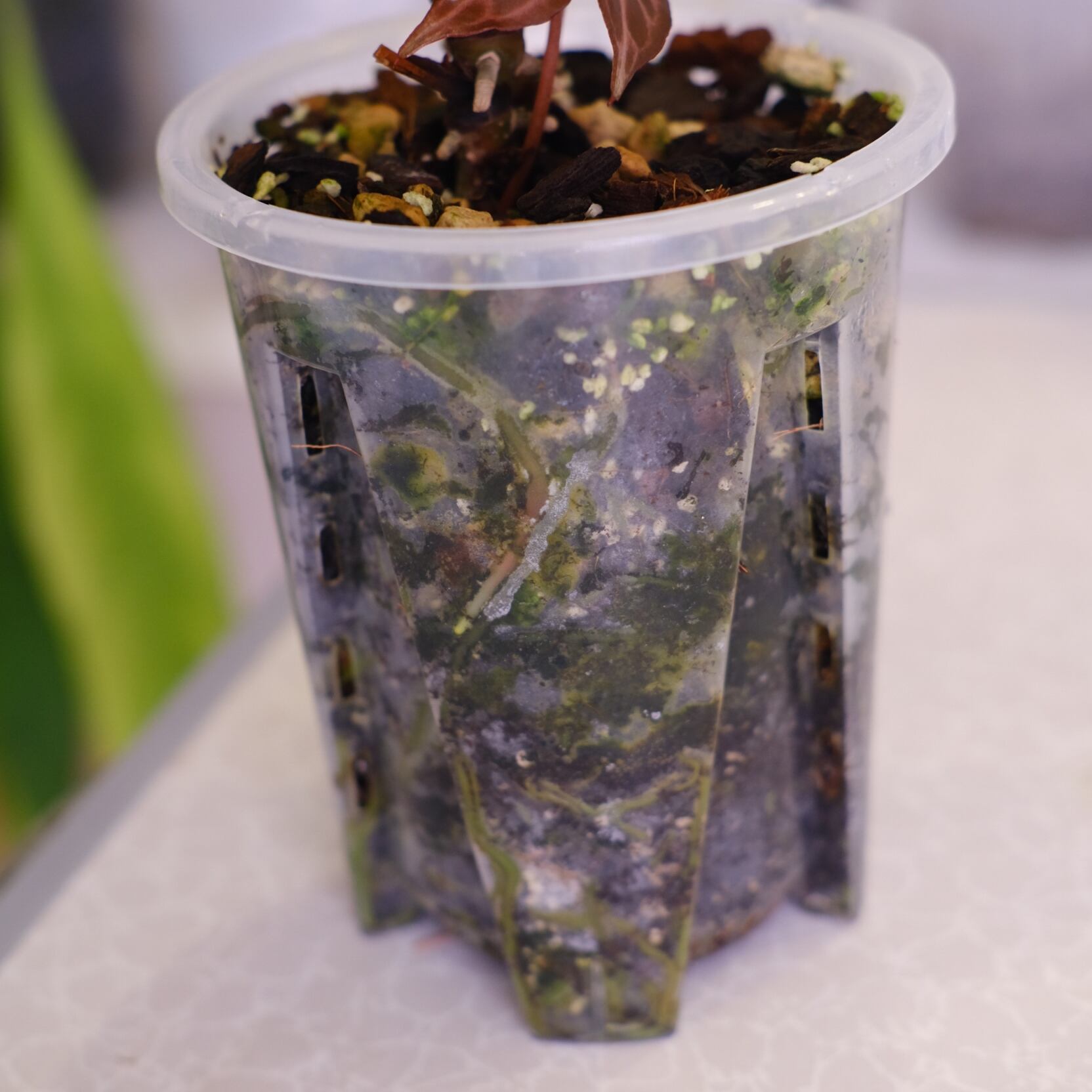 選抜】Red Crystallinum × Silver Blush│アンスリウム・レッド