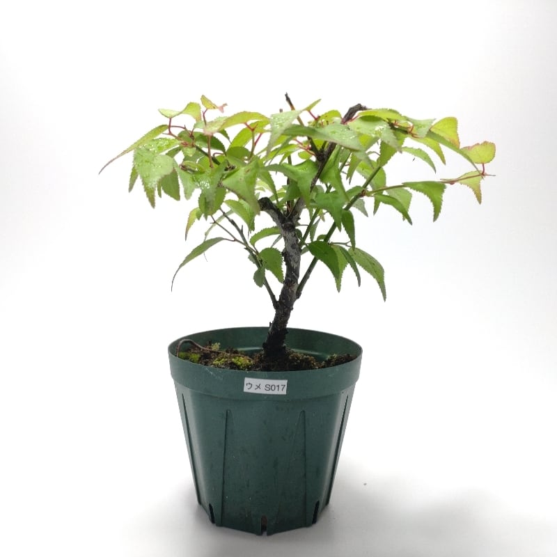 寒樹瓜膚楓（ウリハダカエデ）盆栽 SS003 瓜膚楓（ウリハダカエデ）盆栽 S001 | 盆栽創【Bonsaisou】