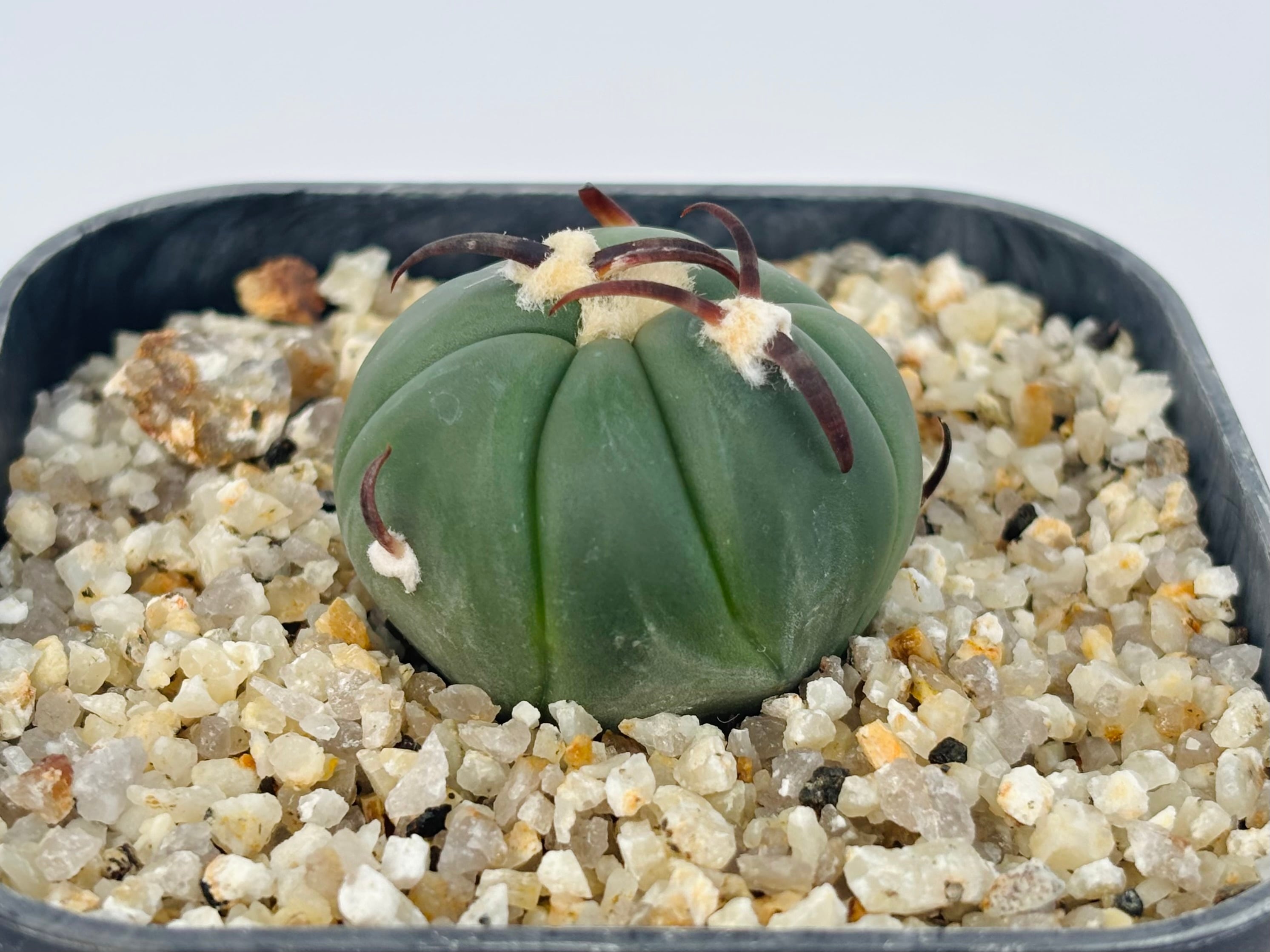 Echinocactus horizonthalonius エキノカクタス 黒刺 花王丸 サボテン