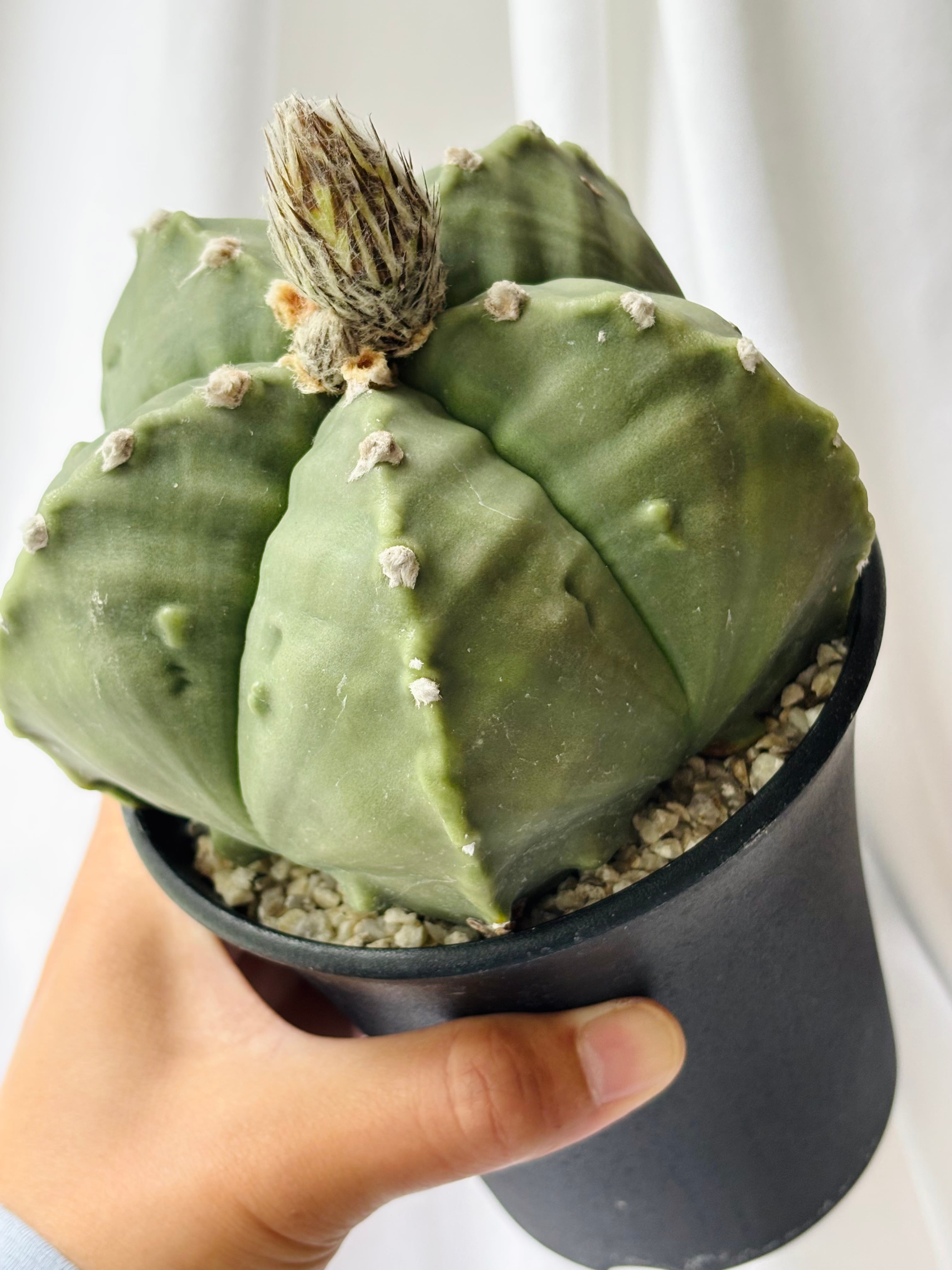 Astrophytum myriostigma アストロフィツム 大型ヘキラン 碧瑠璃鸞鳳玉
