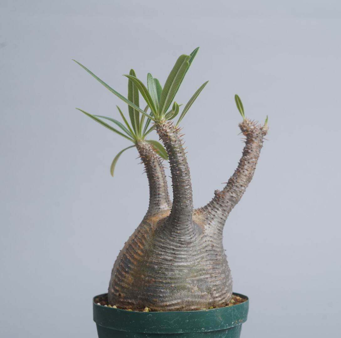 パキポディウム グラキリス no. 15〈発根済み〉 | SPECIAL OTHER WORKS