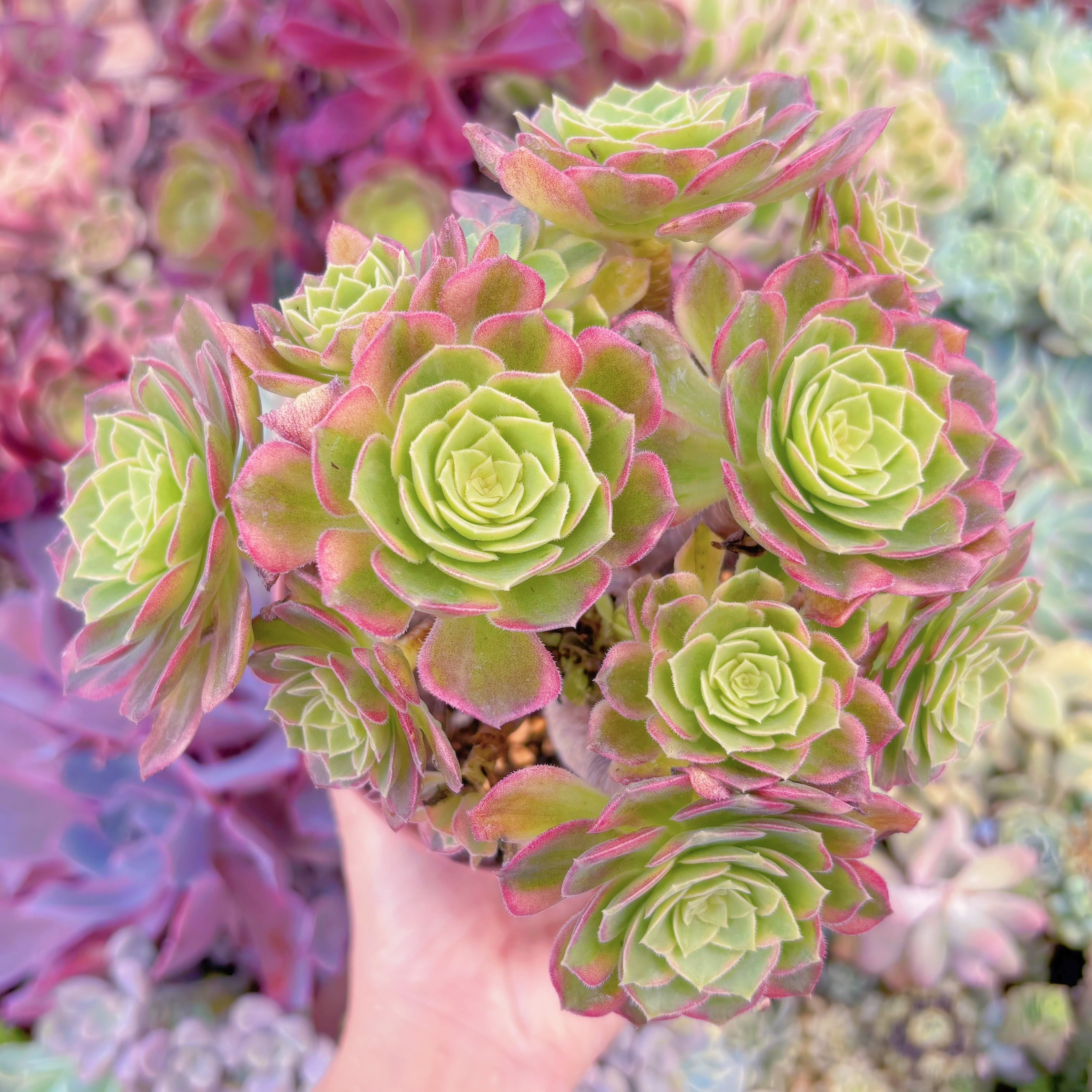 現品　フェスティバル錦#1008　大群生　るる農園