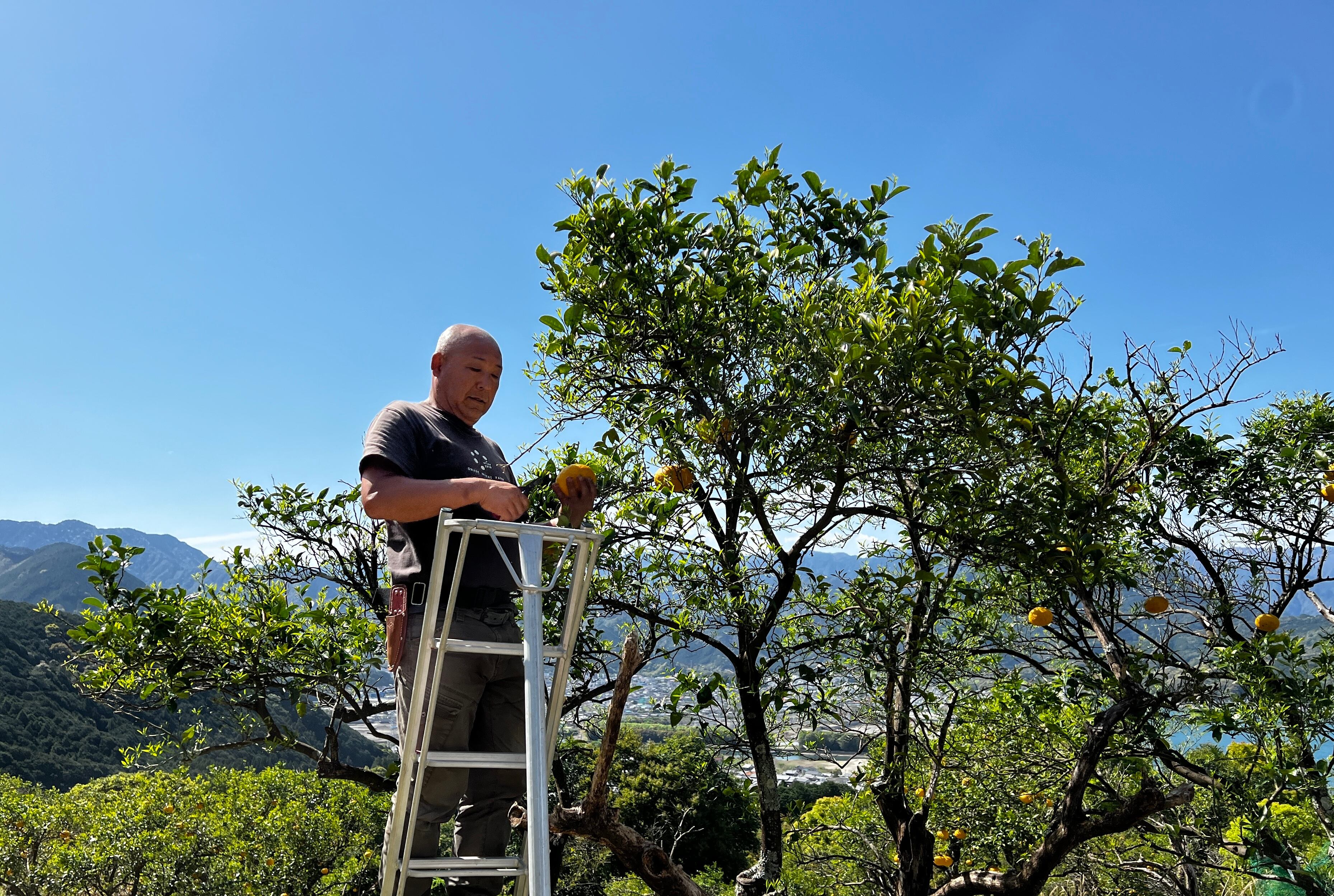 未来の甘夏の木 応援オーナー