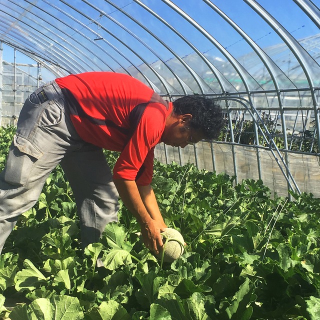 最高級富良野メロン　ルピアレッド　秀品　大玉(1.6.〜2.0キロ未満)2玉入