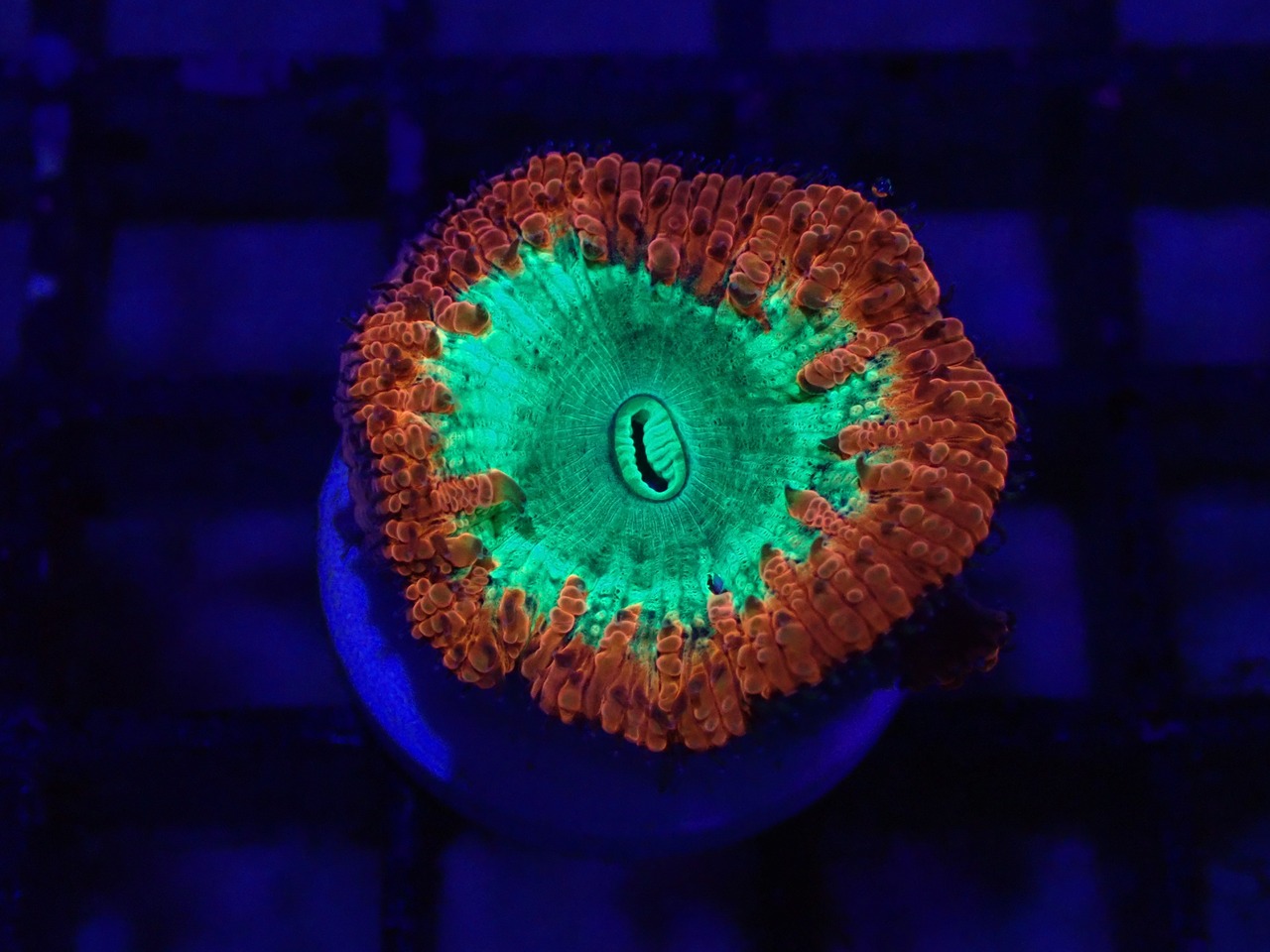 【一ヶ月熟成】Blastomussa Red&Green 15