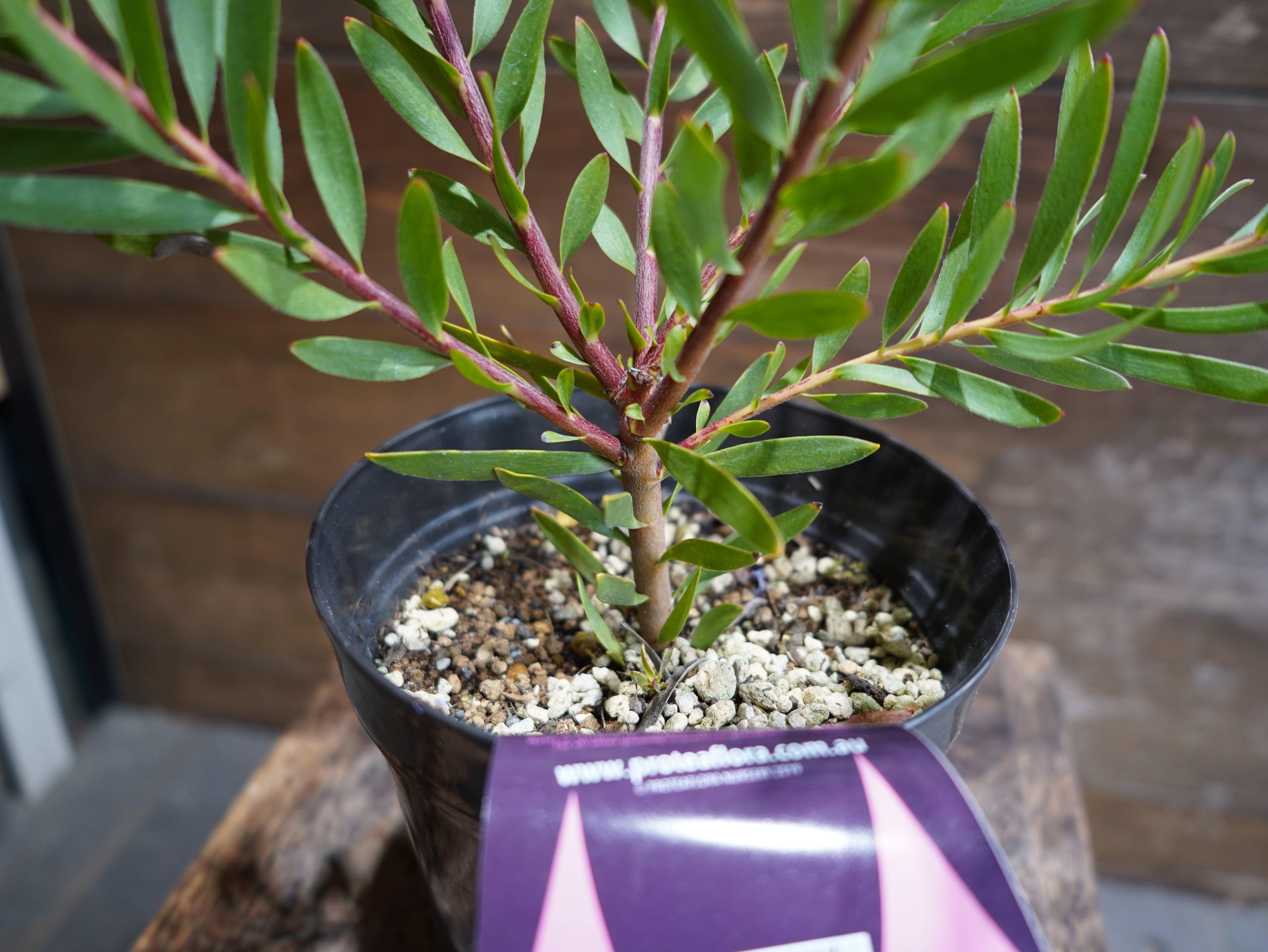 【現物】リューカデンドロン ”Inca Gold”