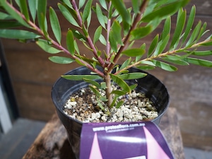 【現物】リューカデンドロン ”Inca Gold”