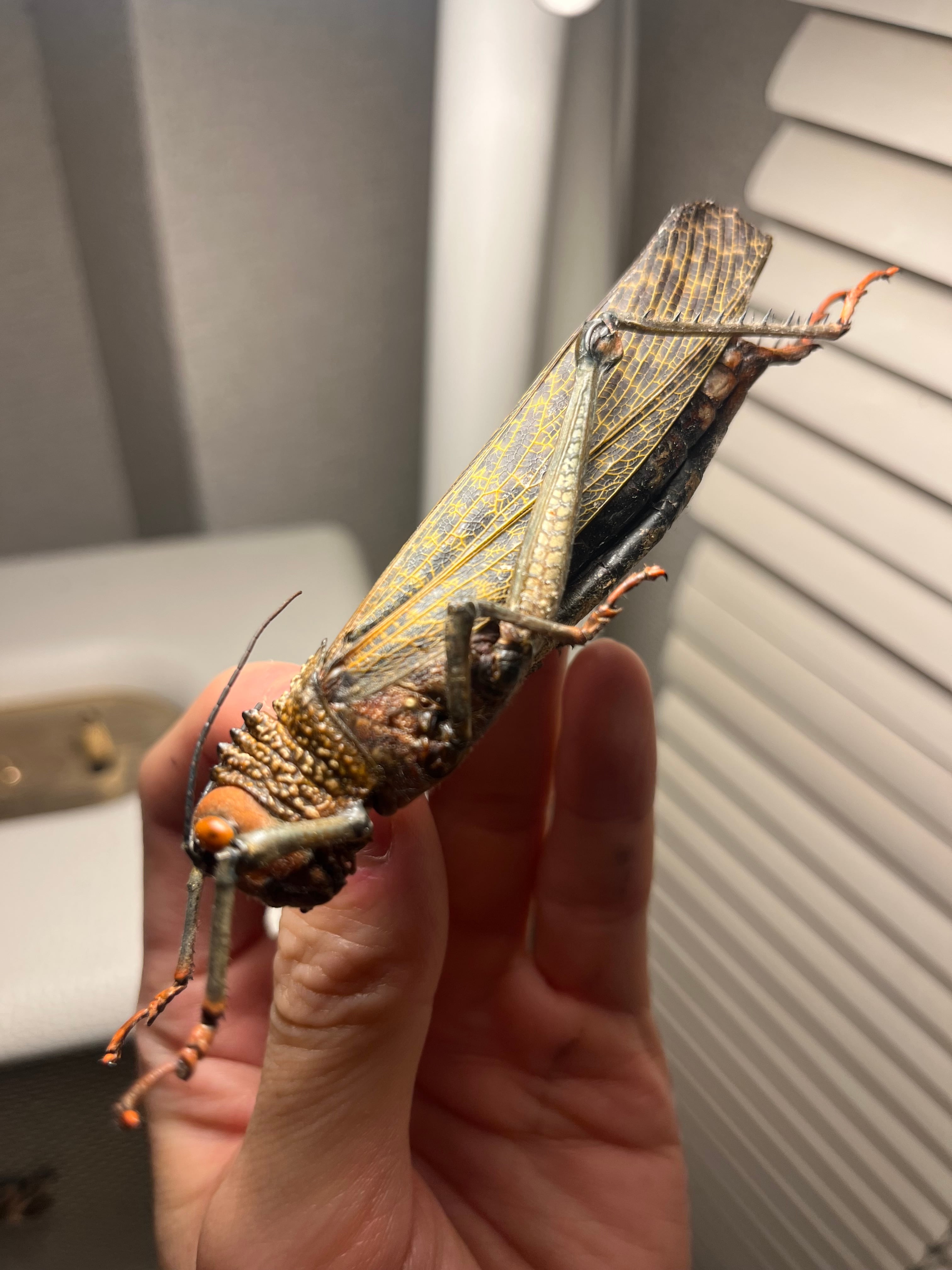 飛蝗最大種】シタベニオオバッタ 昆虫標本 直翅類 カマキリ マンティス