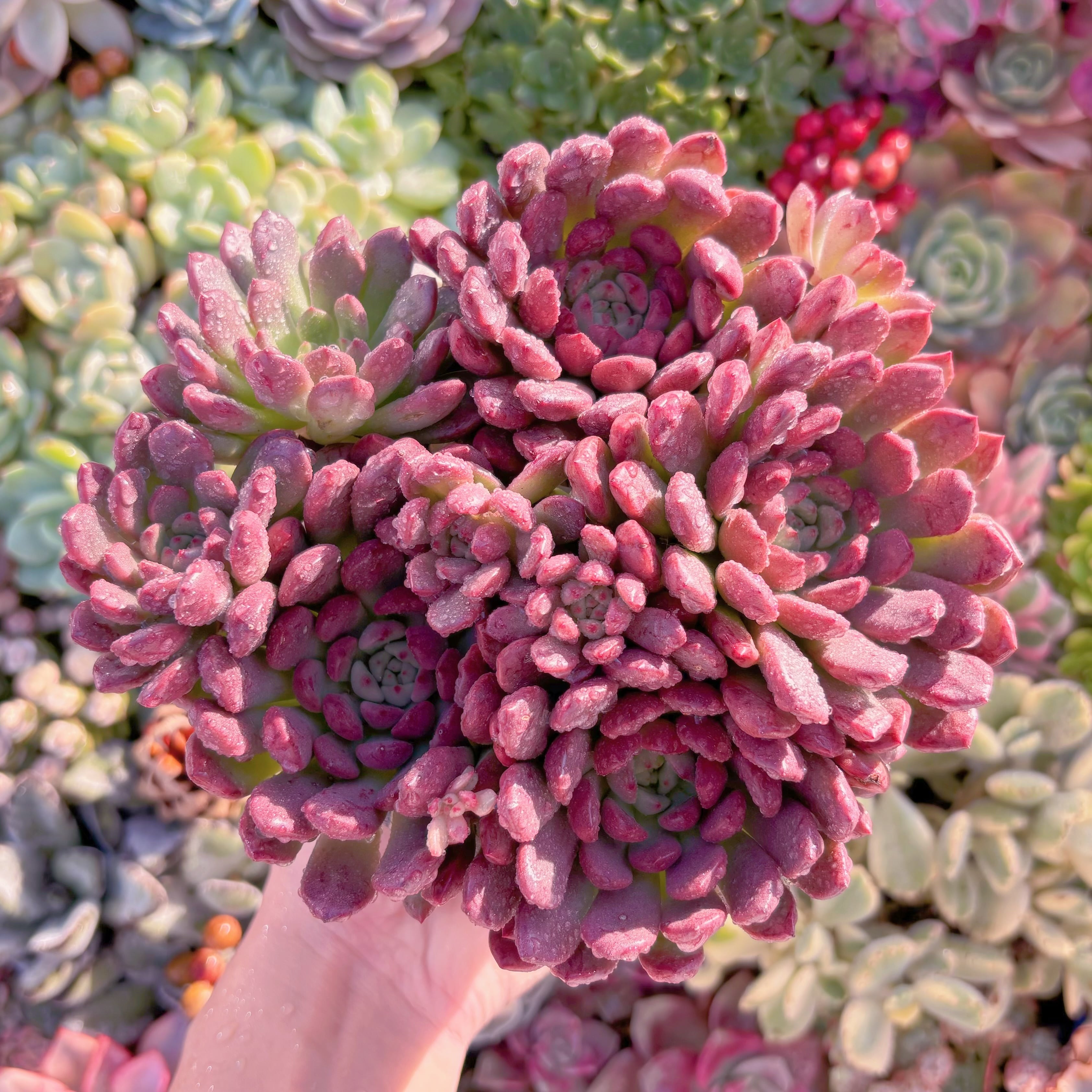 現品　ピンクルルビー#K040　大群生　美苗　 新入荷　るる農園