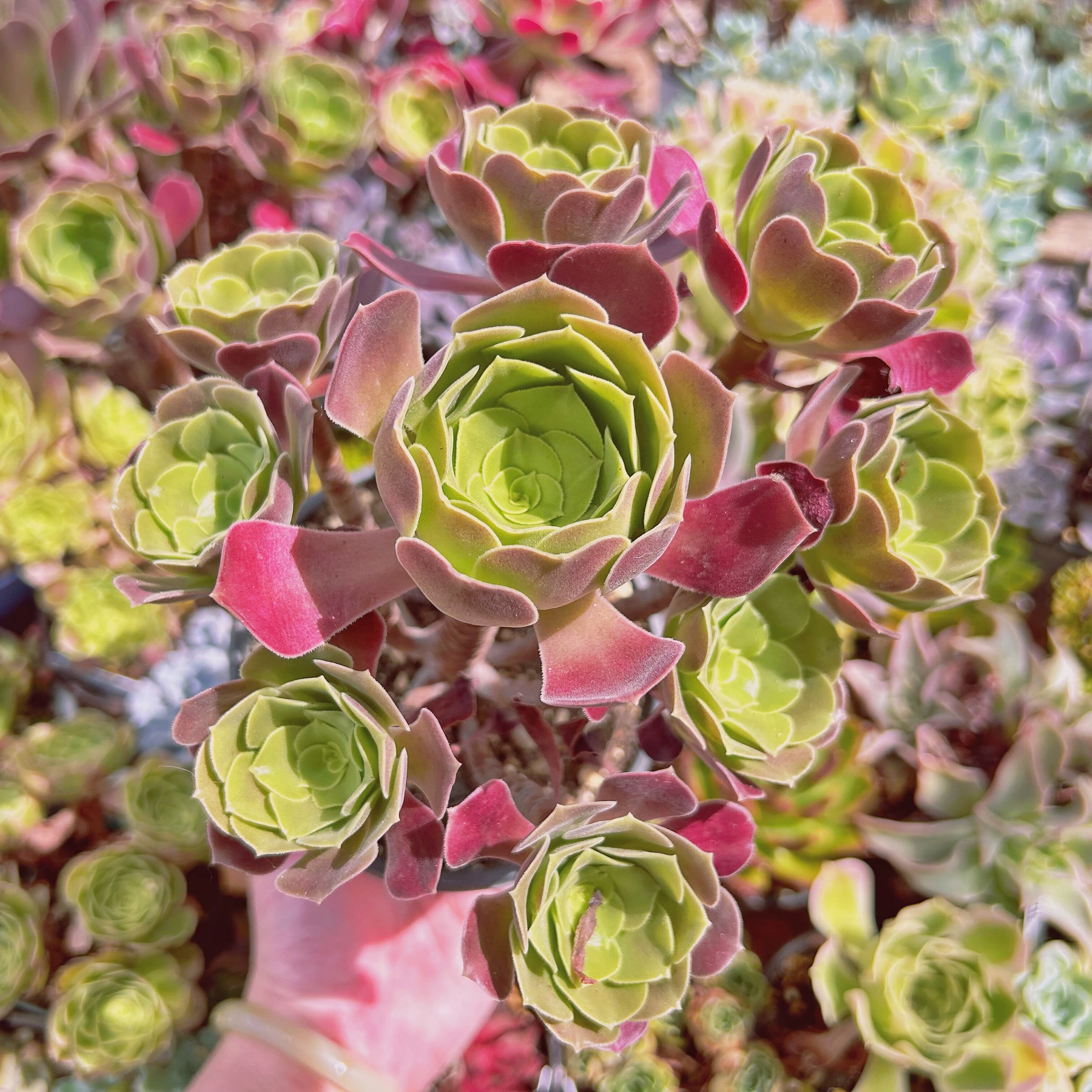 #743現物　多肉植物　ローズ法師　特大　抜き苗