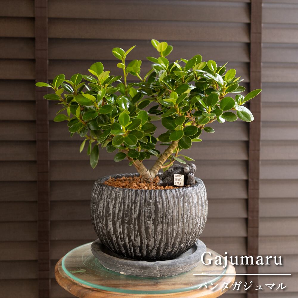 パンダガジュマル 7号 陶器鉢 ピック付 観葉植物 ガジュマルの木 多幸の木 ガジュマル 0914BK