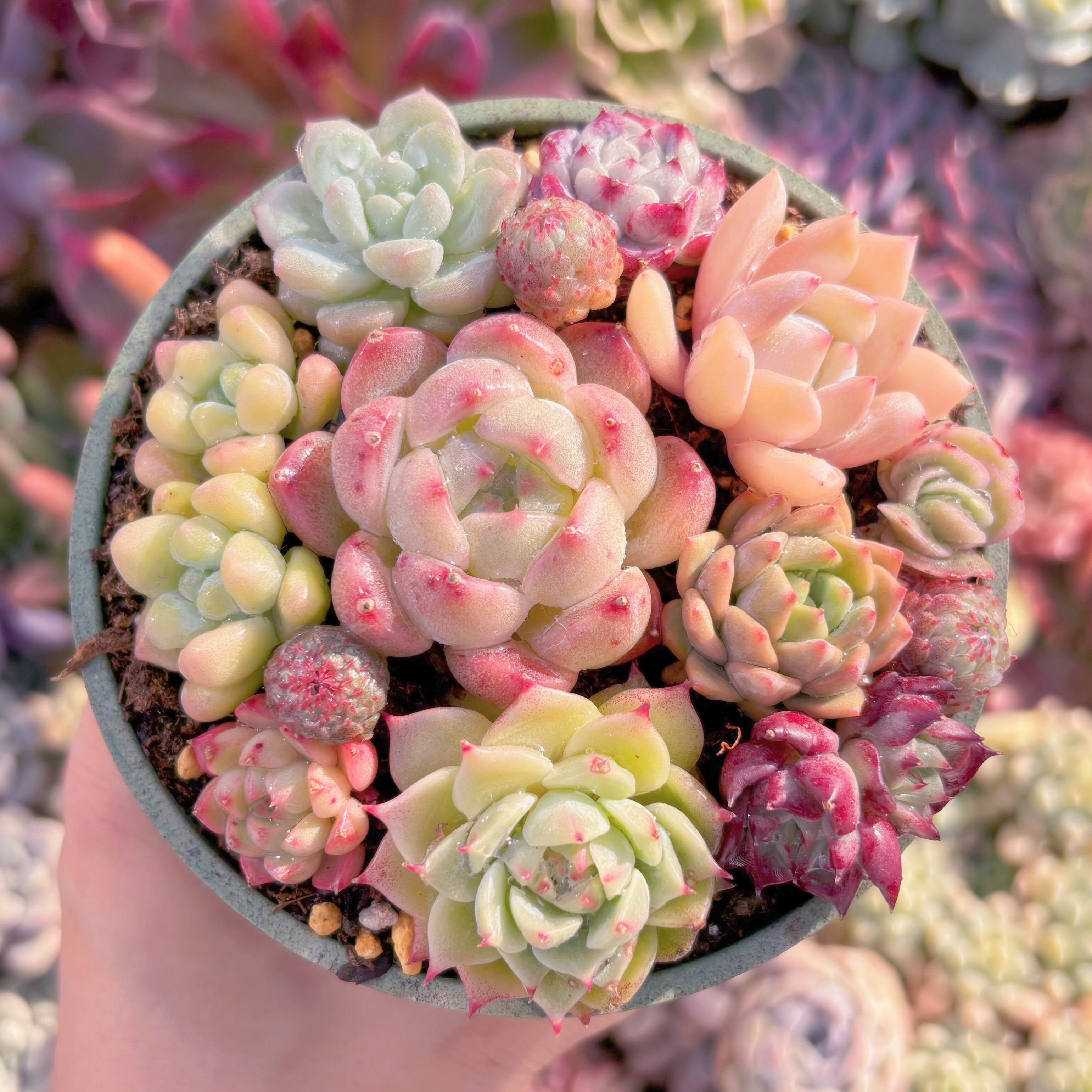 現品　寄せ植えセット#3003　るる農園