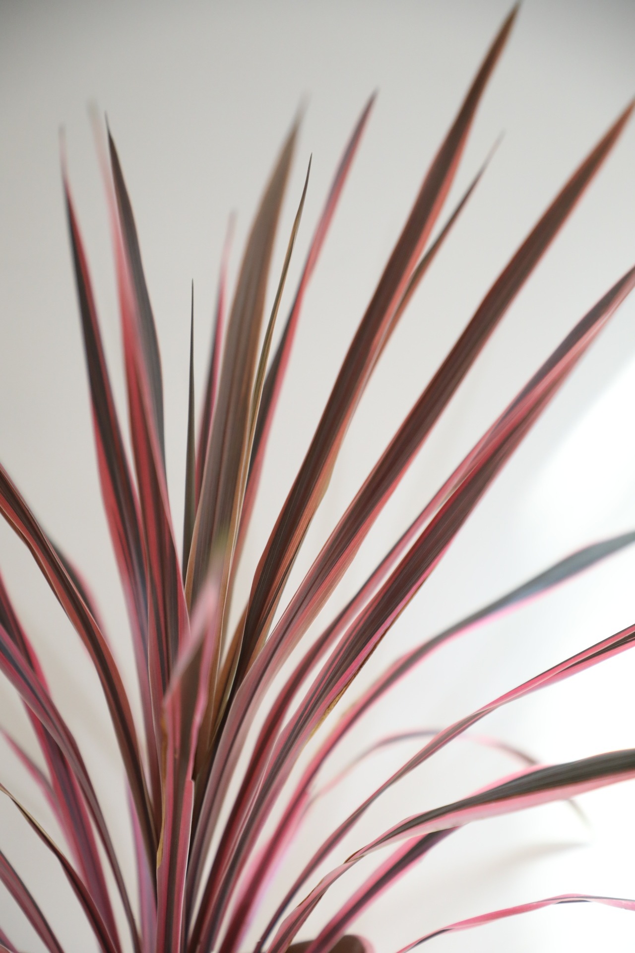 【L】【渋谷区周辺エリア/配送料無料】【88cm】コルジリネ オーストラリスピンク/Cordyline australis 'Pink Stripe'