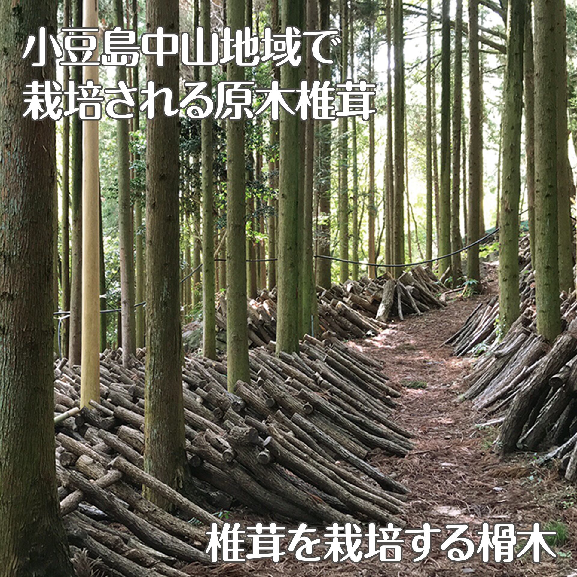 原木椎茸の干し椎茸＜箭木椎茸園＞
