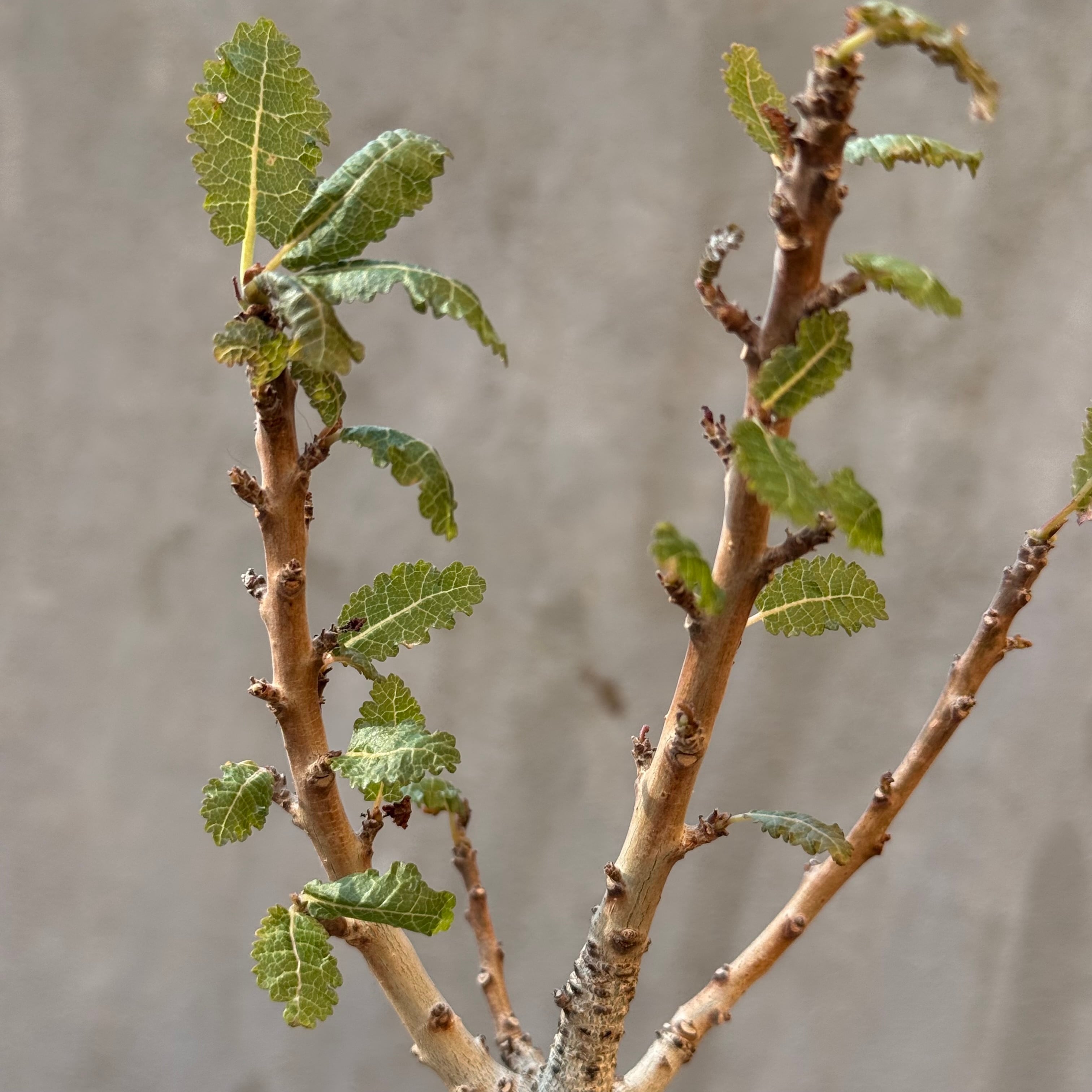 植物×鉢】ボスウェリア ナナ 実生株 × 陶器鉢 | A-PLANTS