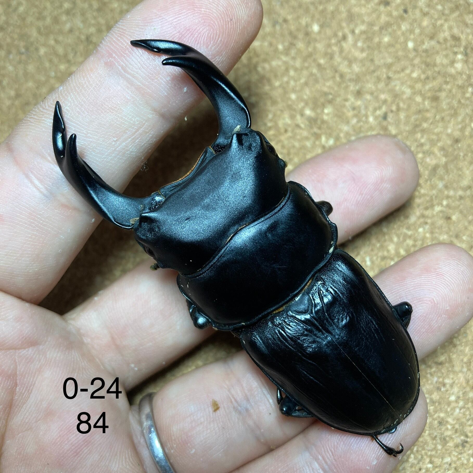 オオクワガタ久留米産82.5 □□ 久留米産大型オオクワ ♂82.5 ♀52 ♀
