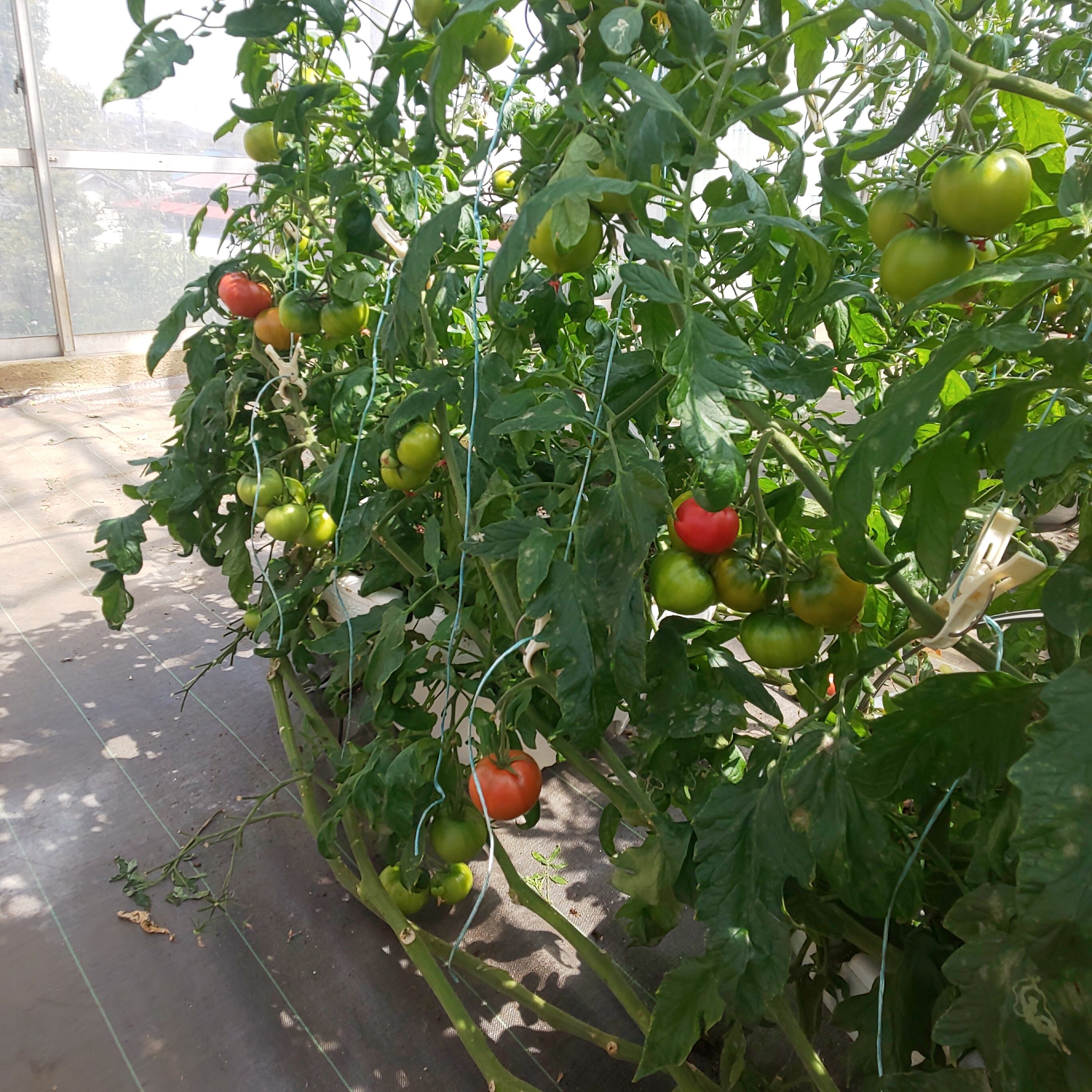 6本セット】旨味濃厚糖度11°‼️ 無塩•無添加トマトジュース【送料無料