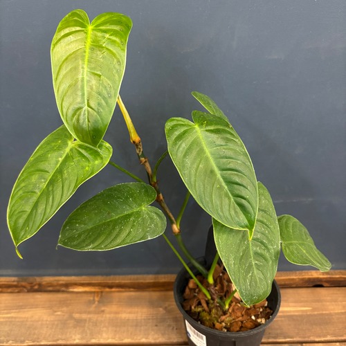 フィロデンドロン　テヌー【951】