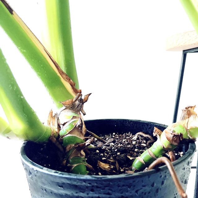 モンステラ ボリュームあり 大葉 観葉植物 calm cafe