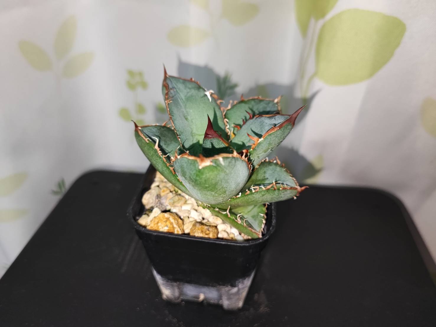 【 26 】oteroi seedling ②