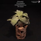 【送料無料】streptophylla M〔エアプランツ〕現品発送T3495