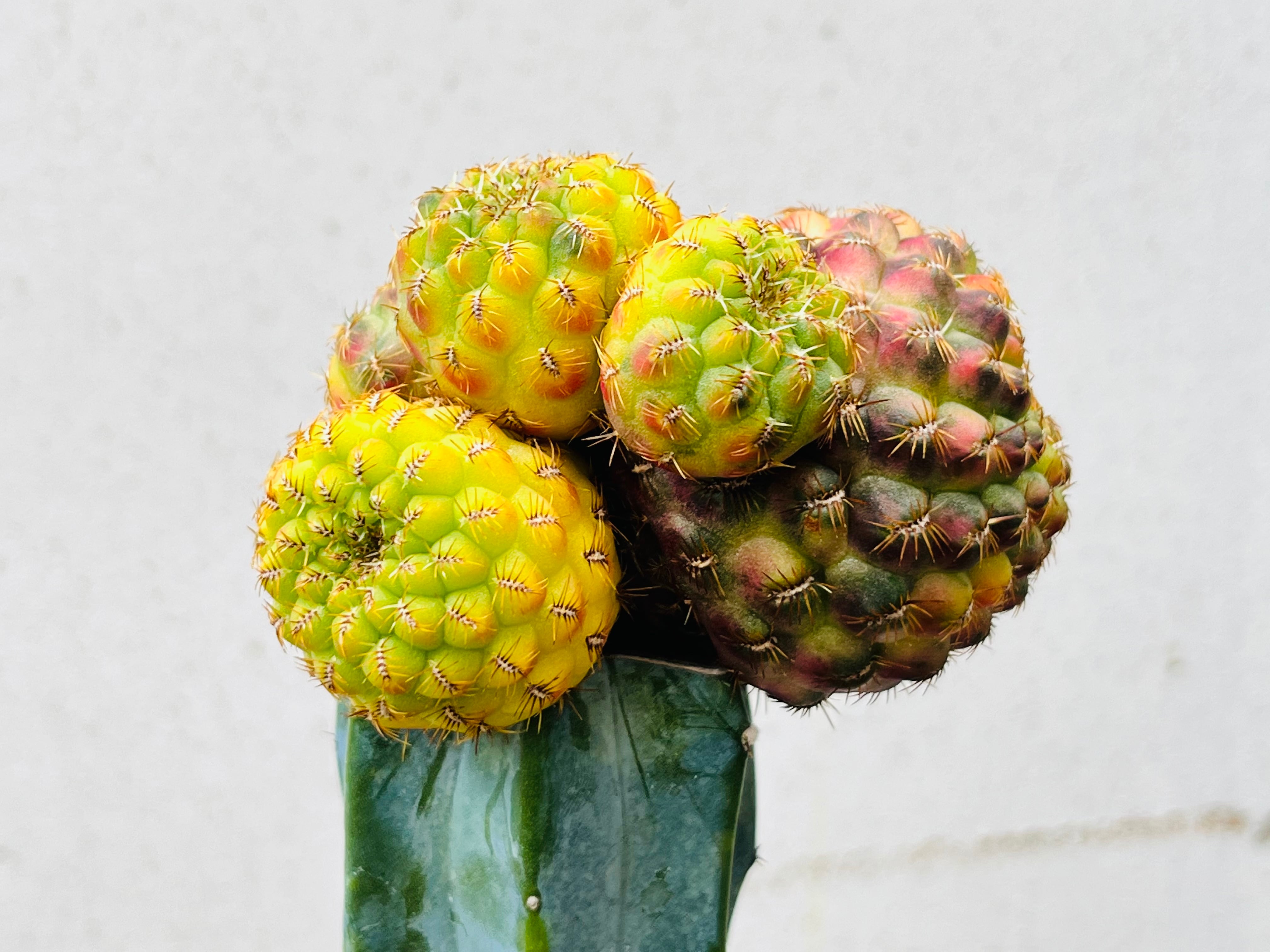 Sulcorebutia rauschii スルコレブチア ラウシー錦綴化 接木 サボテン