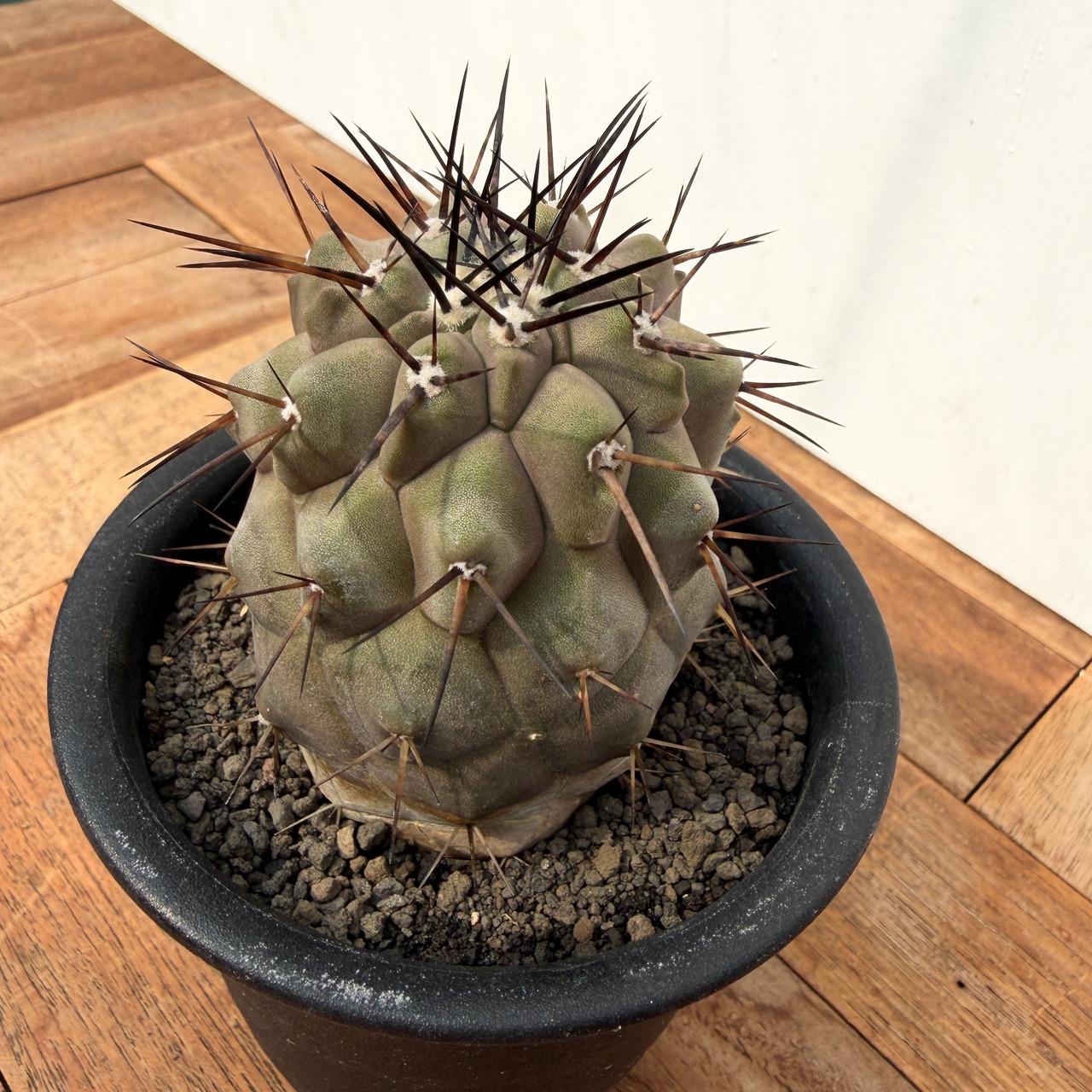 Copiapoa cinerea【コピアポア・黒王丸・実生】