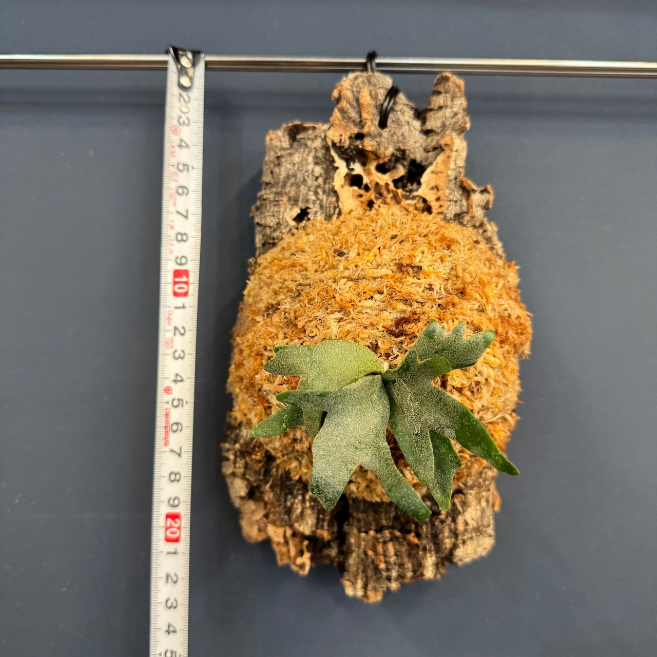 ビカクシダ willinckii 'yellowmoon dwarf' spore TC 板付け (コルク)【216】