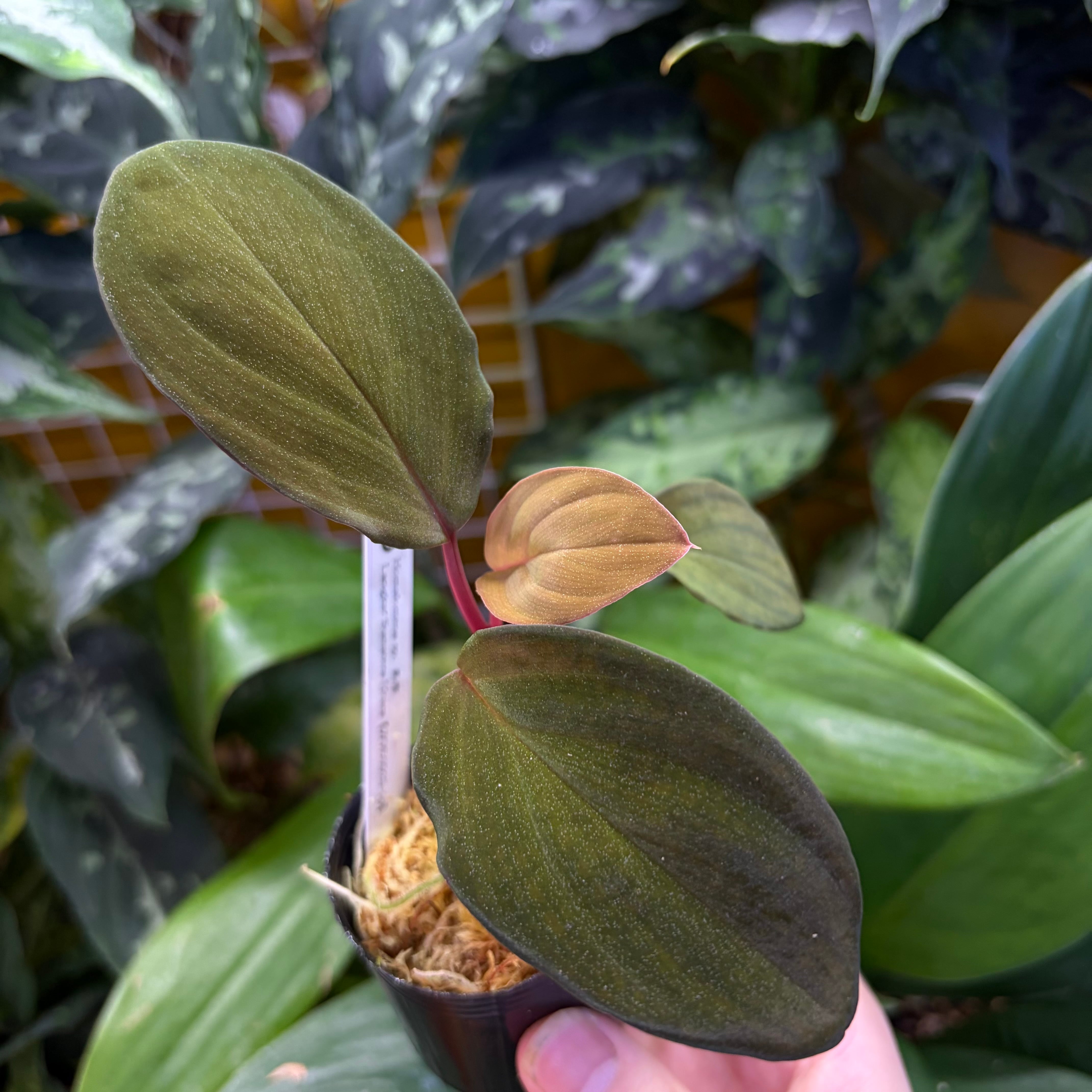 Homalomena sp. Sulawesi 【ZOE0925-3b】 | 熱帯雨林植物専門店 トイ吉園芸