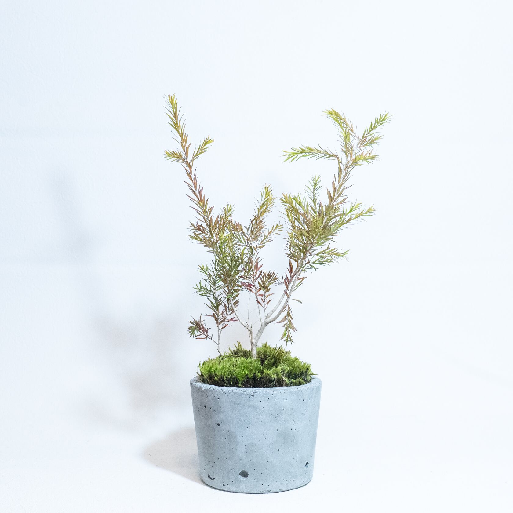 \送料無料/≪ 観葉植物 ≫お庭やベランダで育てるシャイニングアローと苔の鉢植え(オージープランツ)|無機質でどんな場所とも相性のいい手作りモルタル鉢