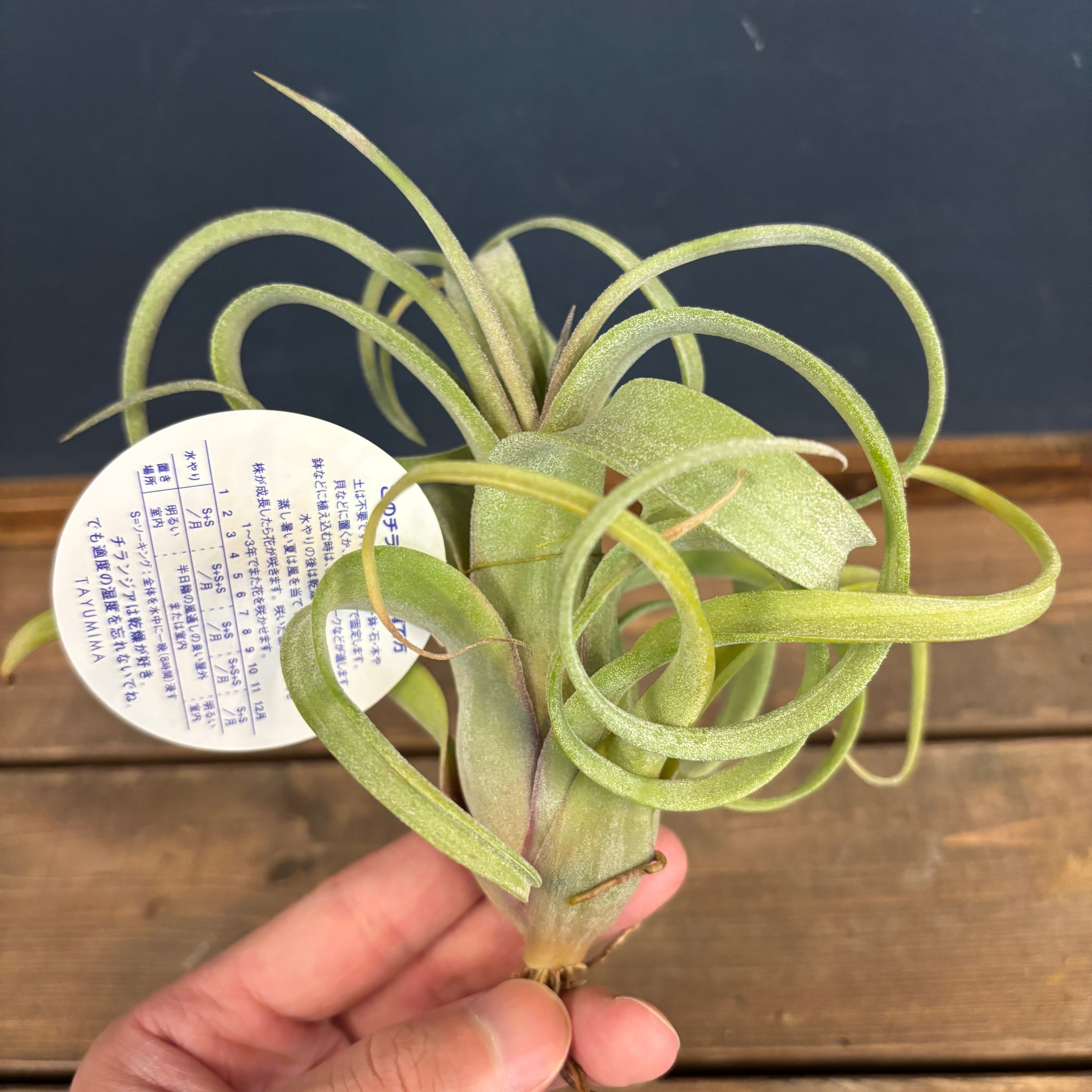 チランジア カーリースリム【228】