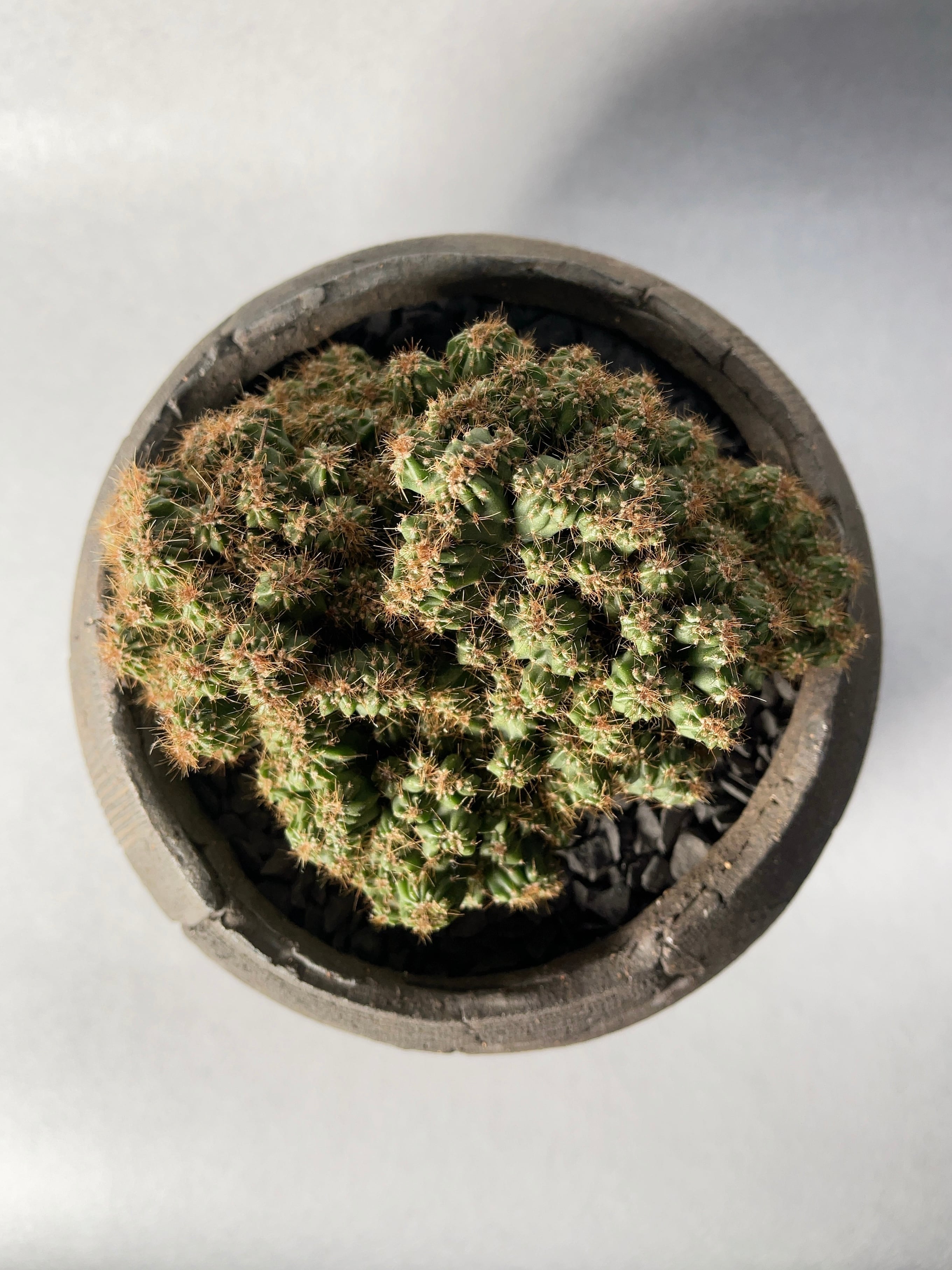 セレウス・金獅子 | trigger