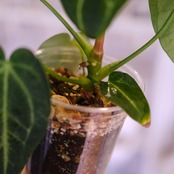 アンスリウム・レガレ│Anthurium Regale㉔│観葉植物