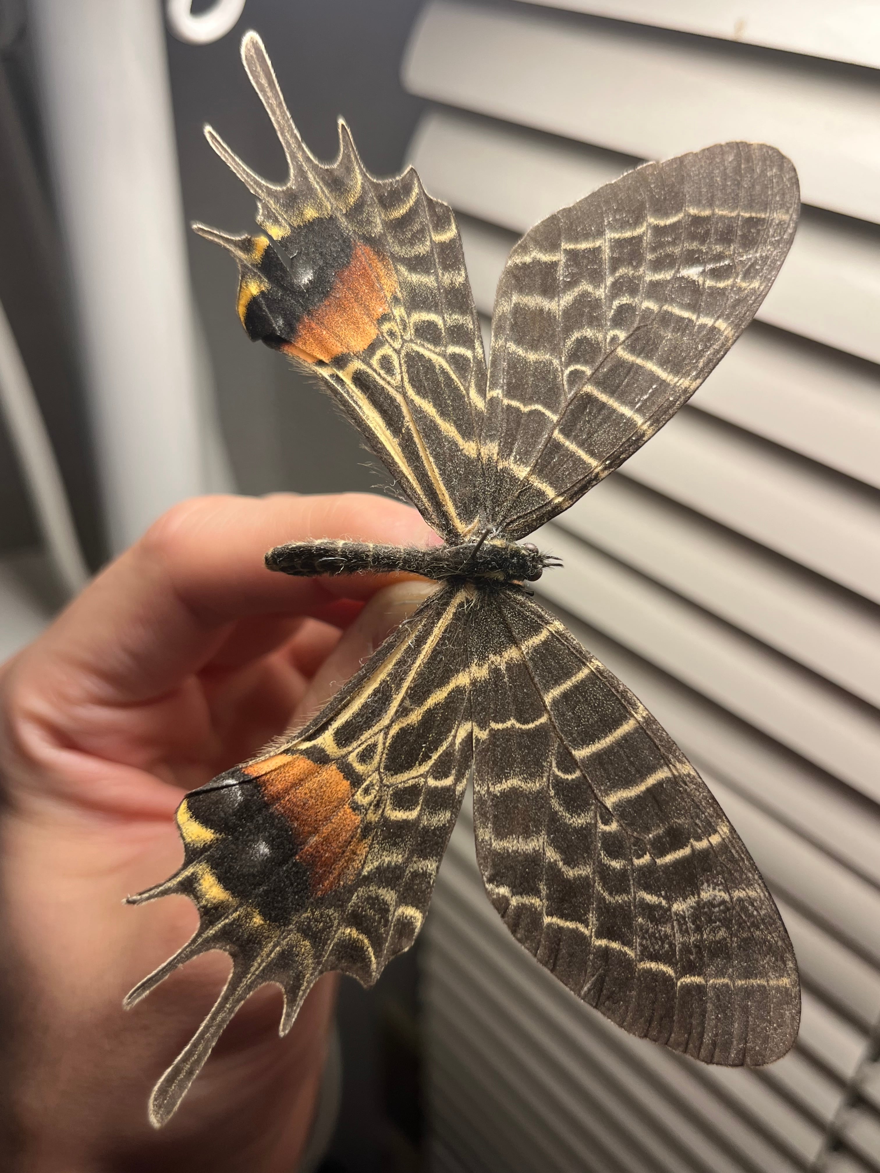 巨大C品】シボリアゲハ モルフォ蝶 蛾ピカソモスモルフォチョウMorpho