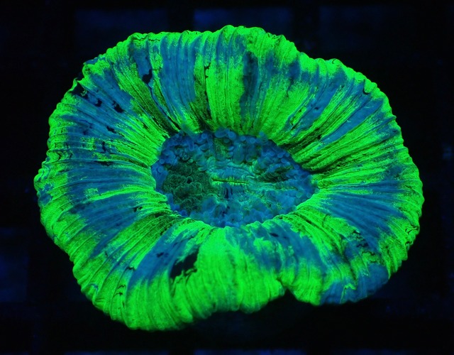 Trachyphyllia Premium 3