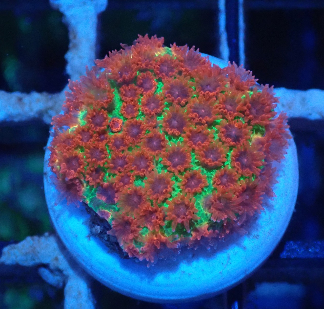 Goniopora FromMakassar ShortPolyp 8