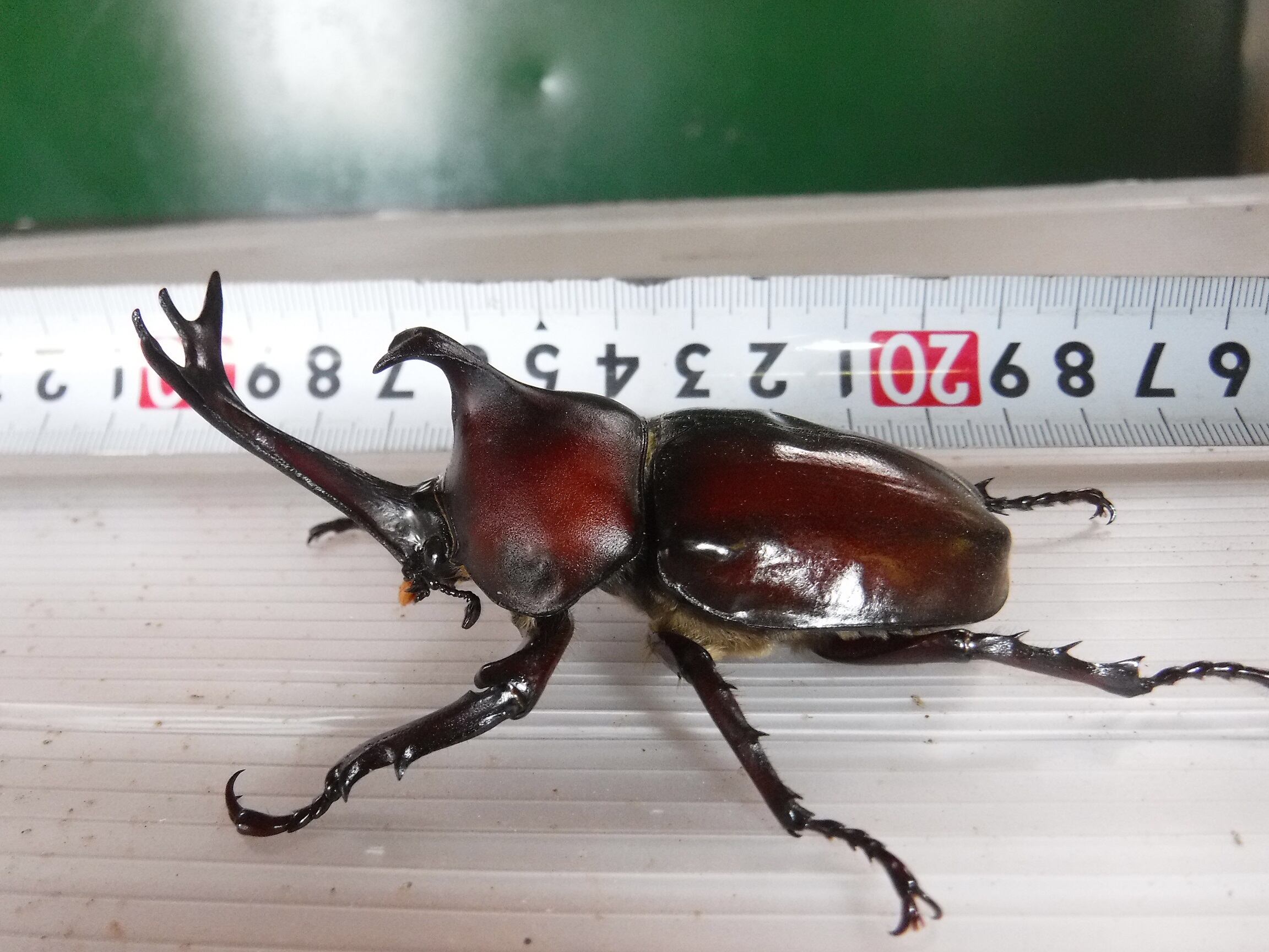 カブト虫マット50：発酵熟成竹・成虫・産卵：幼虫飼育用：100ℓ カブト虫マット：発酵熟成竹・成虫・幼虫飼育・産卵育成：50リットル