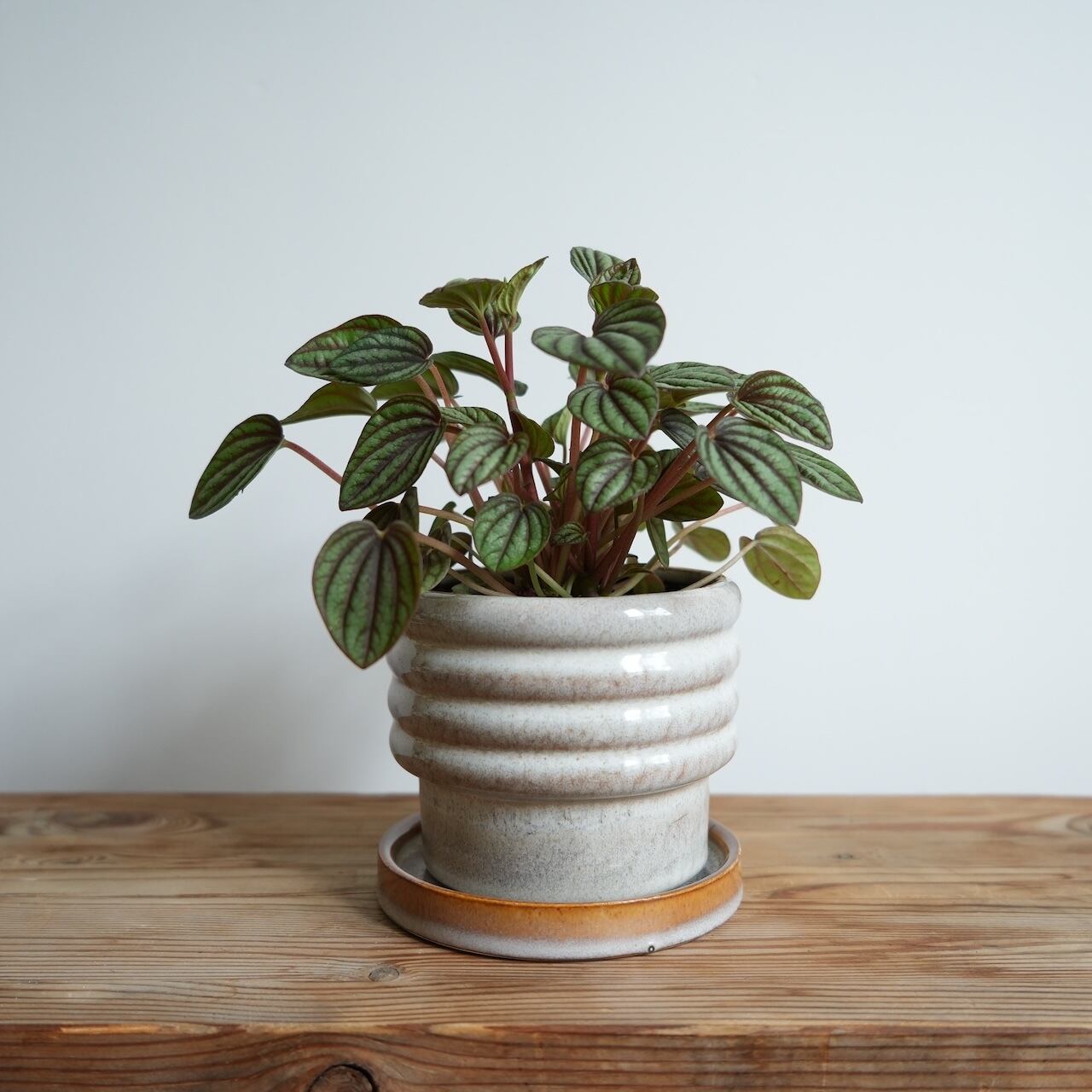 Sansevieria 'Tower Variegated' サンスベリア・タワー 斑入り | Pay ID